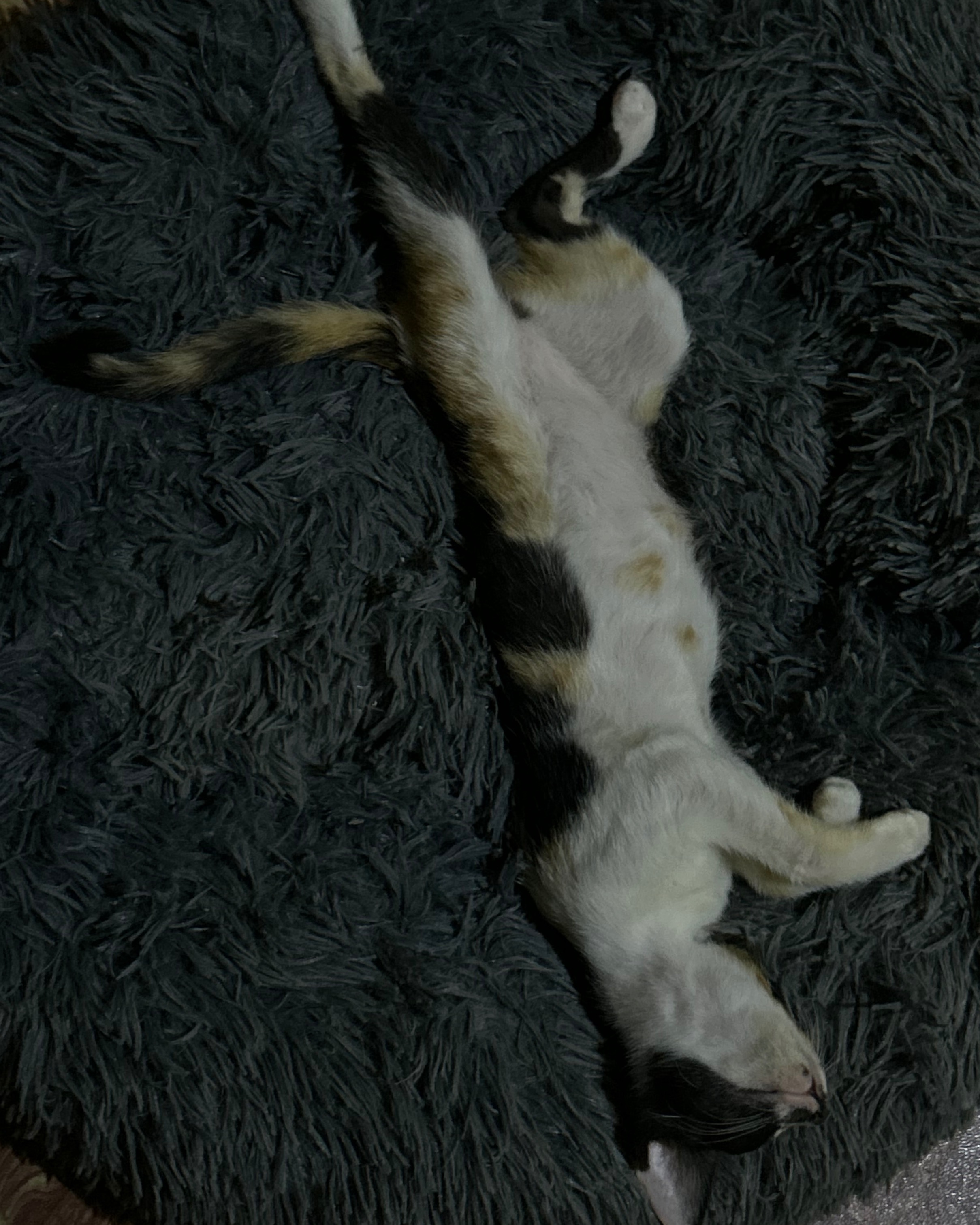 rayover_2026-04-01T15:04:57.031Z