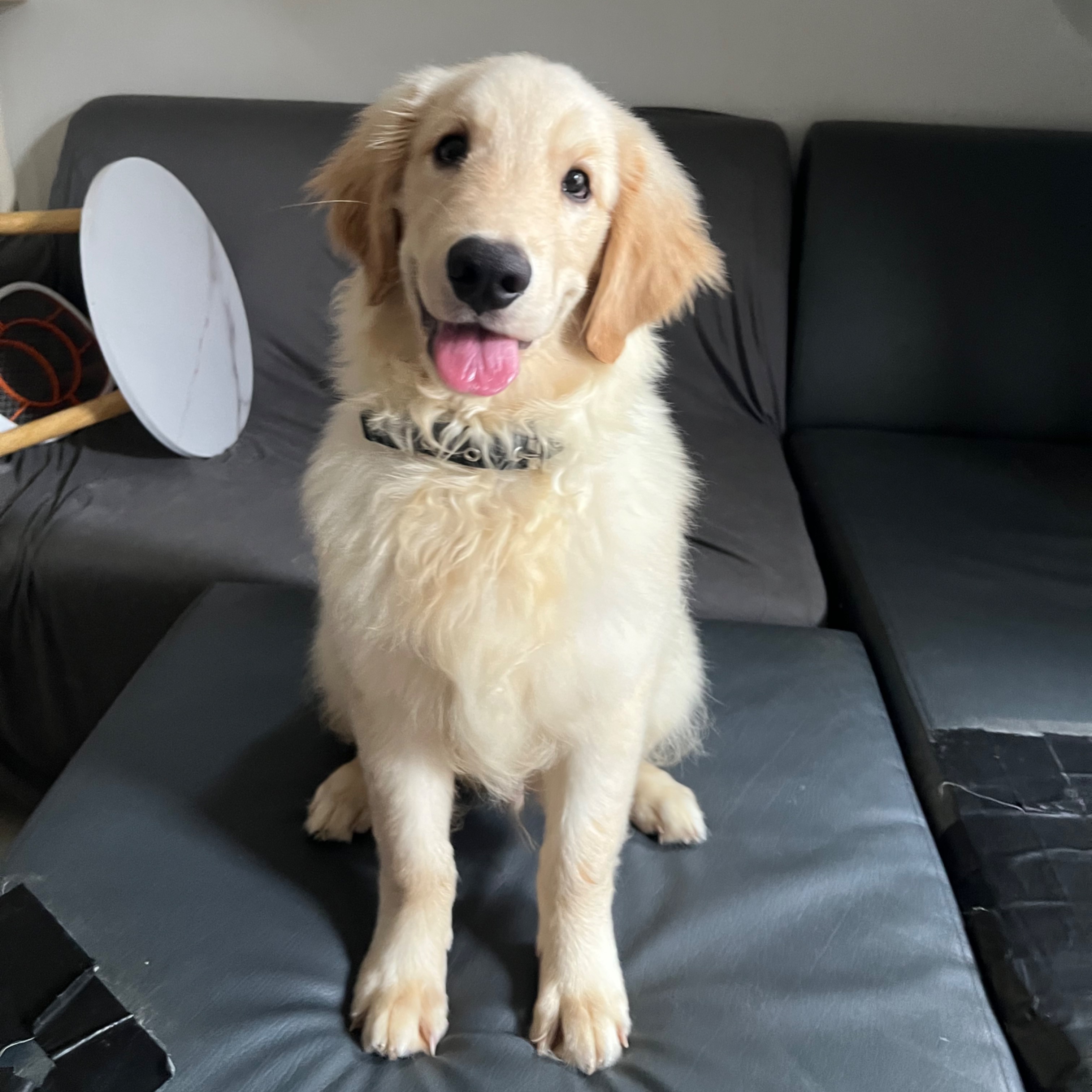 rayover_2026-04-01T23:15:17.876Z