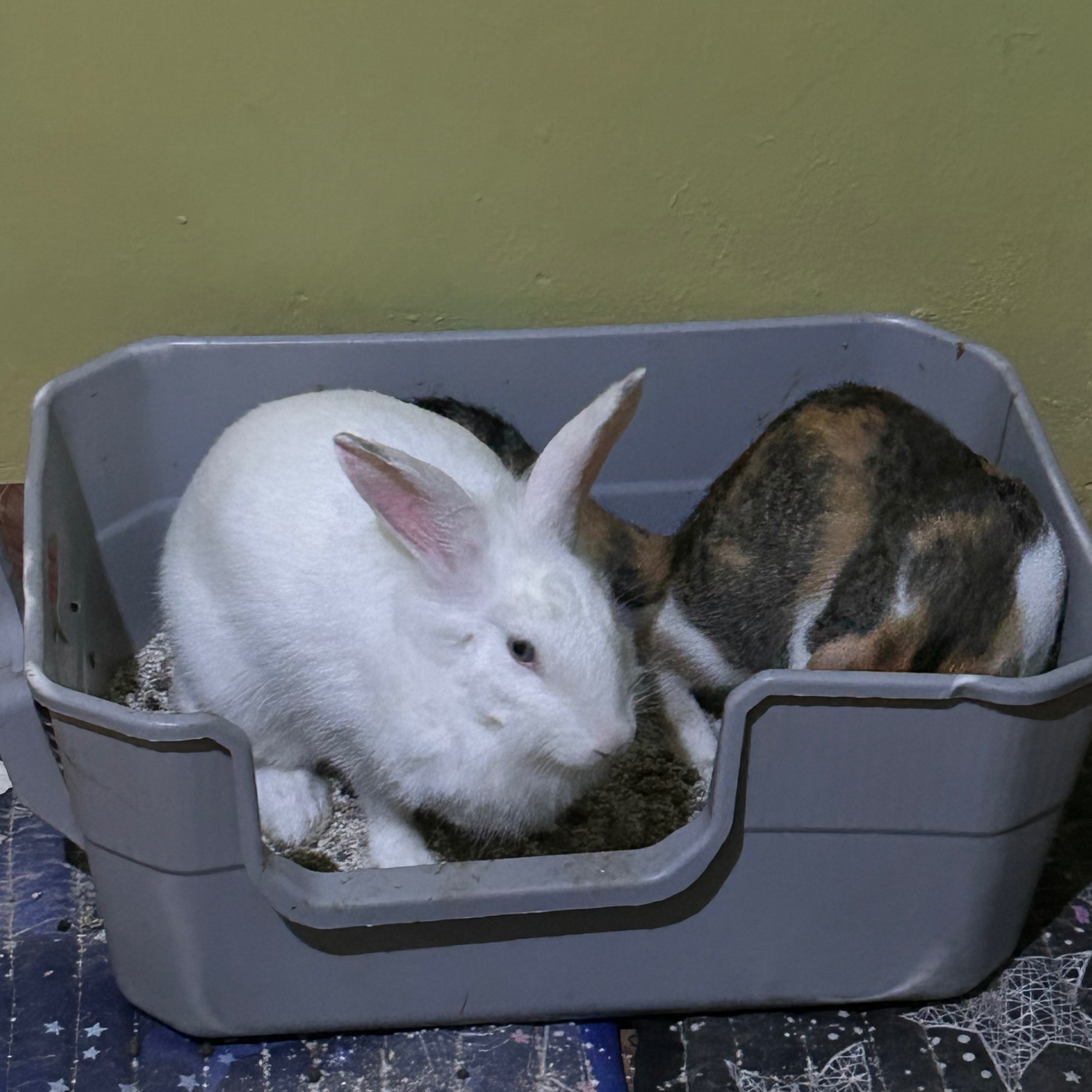 rayover_2026-04-02T17:49:41.536Z