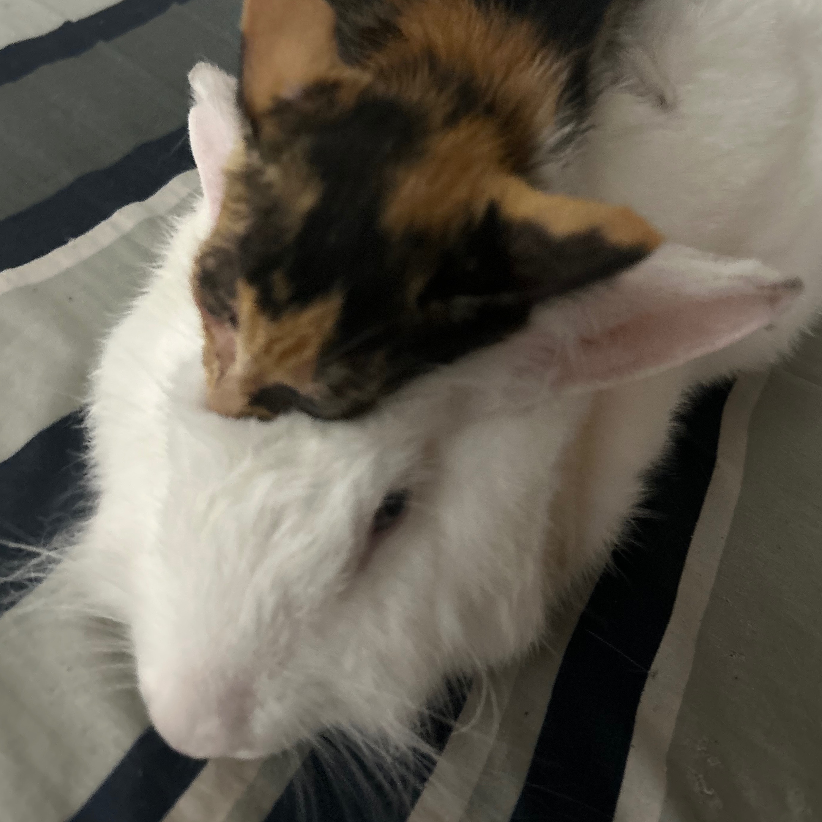 rayover_2026-04-03T03:54:14.291Z