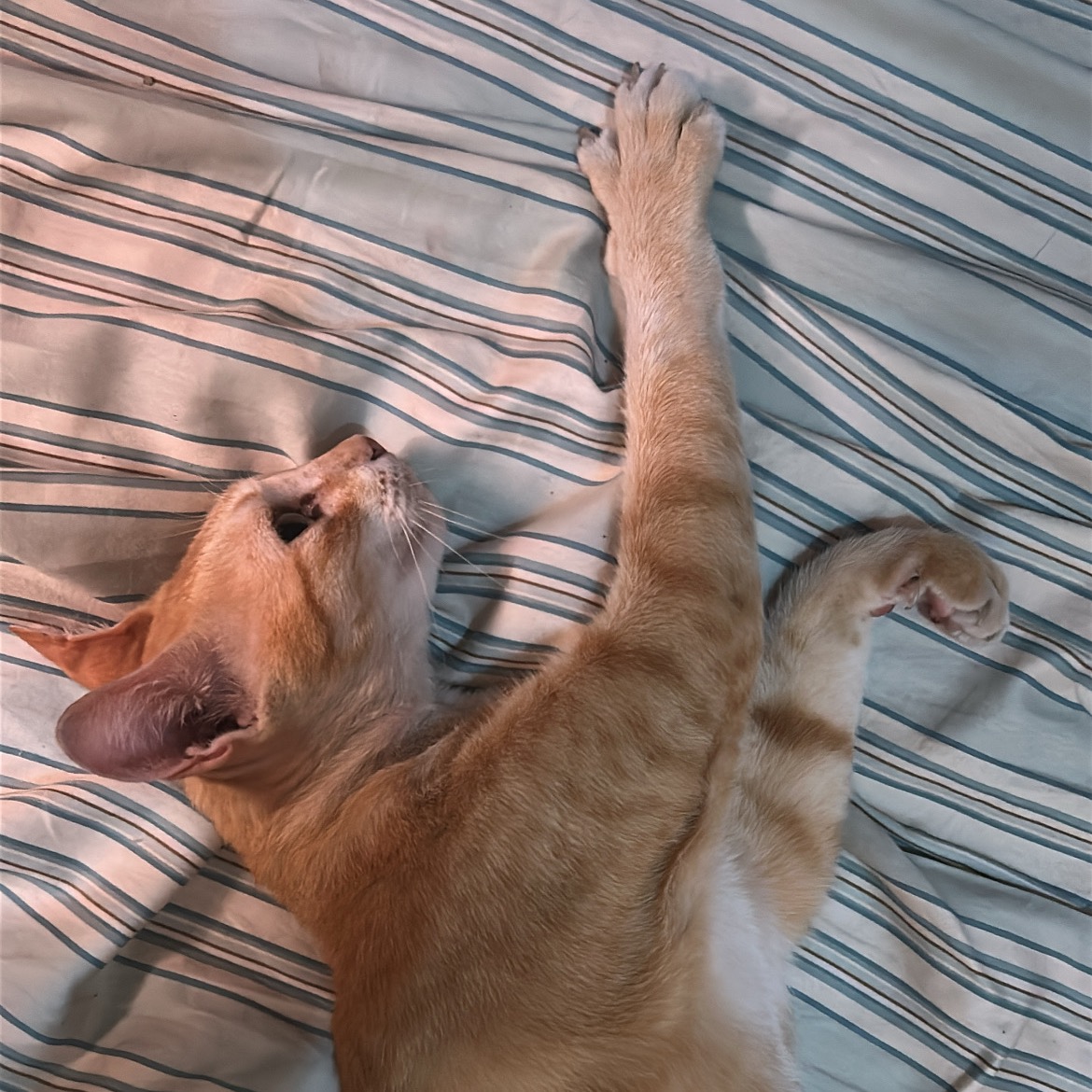 rayover_2026-04-03T06:52:21.745Z