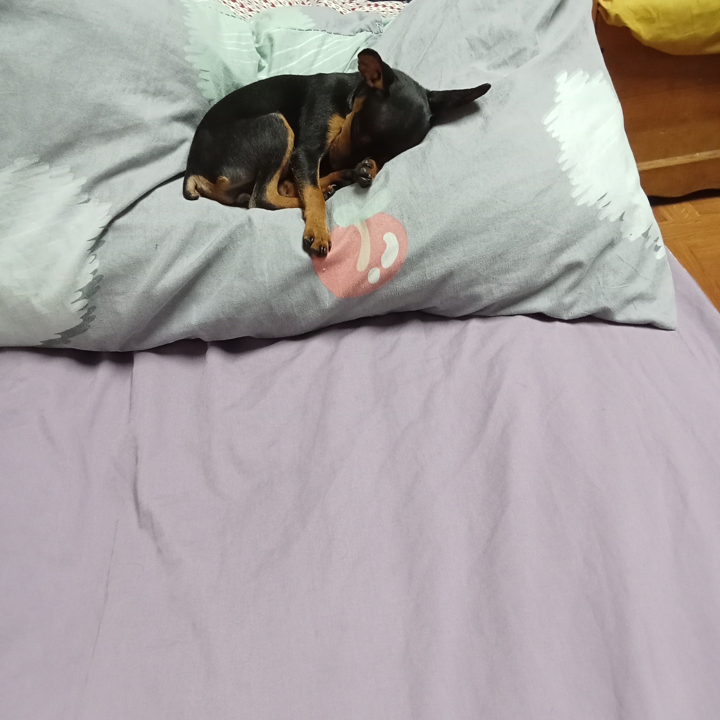 rayover_2026-04-03T12:33:43.343Z