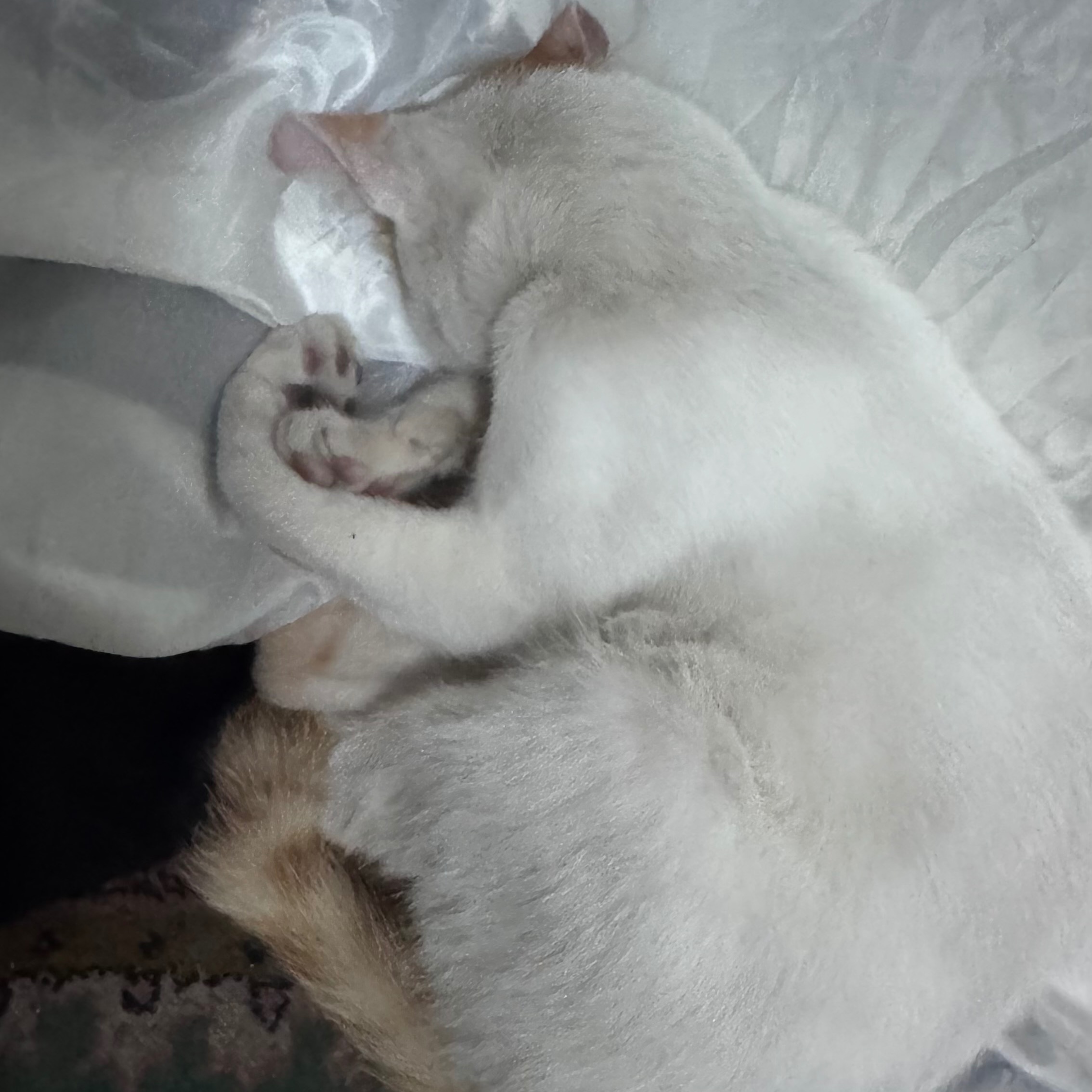 rayover_2026-04-03T15:49:35.773Z