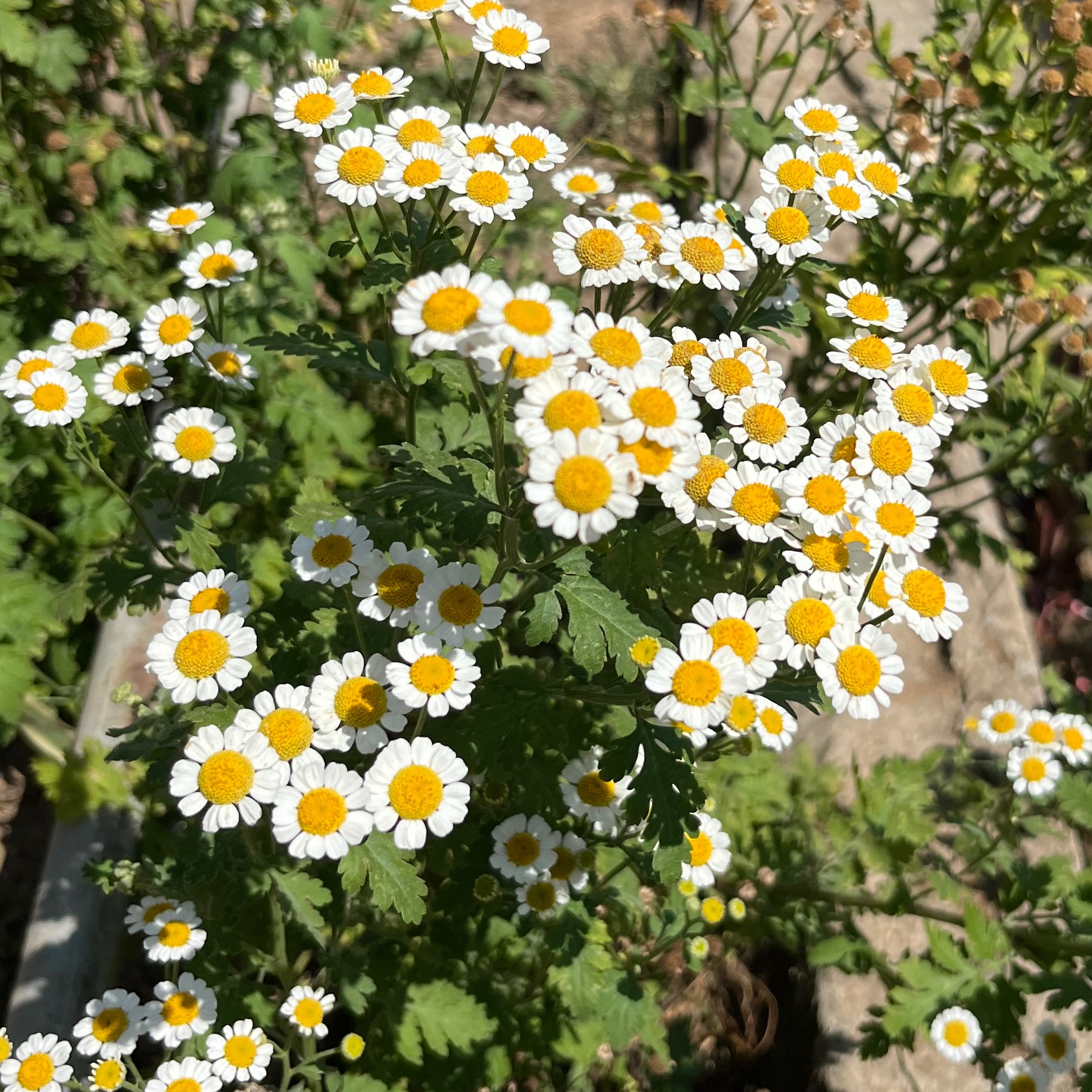 rayover_2026-04-05T02:38:05.774Z