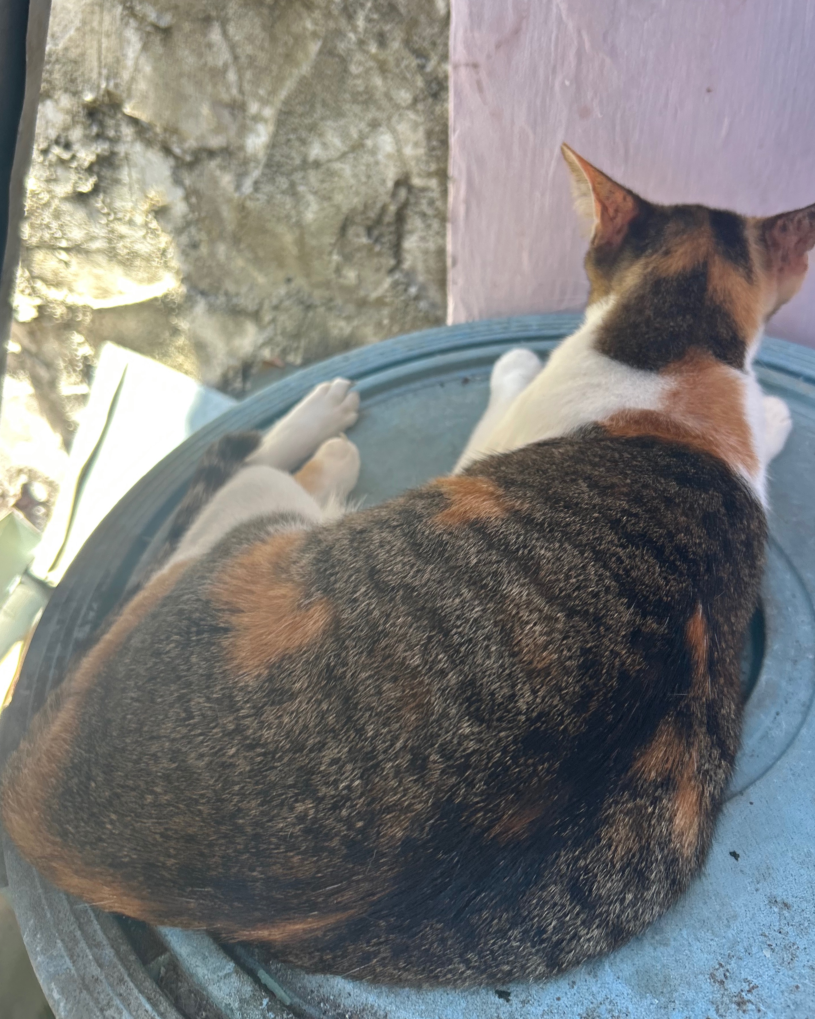 rayover_2026-04-06T04:58:37.857Z