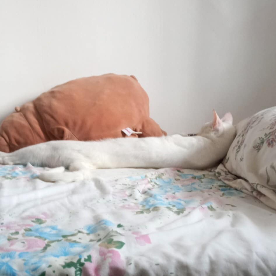 rayover_2026-04-06T10:32:58.094Z