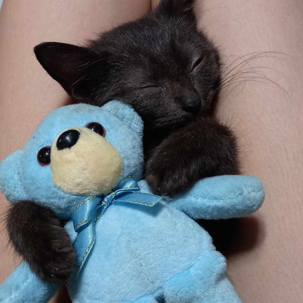 rayover_2026-04-06T12:21:01.435Z