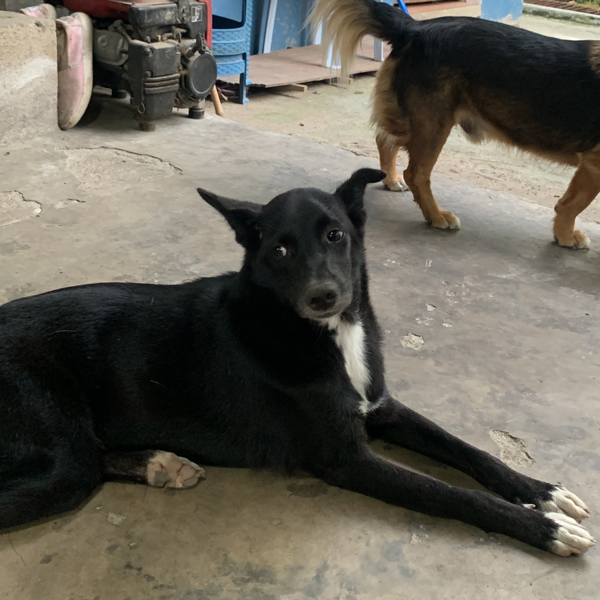 rayover_2026-04-06T13:19:48.782Z