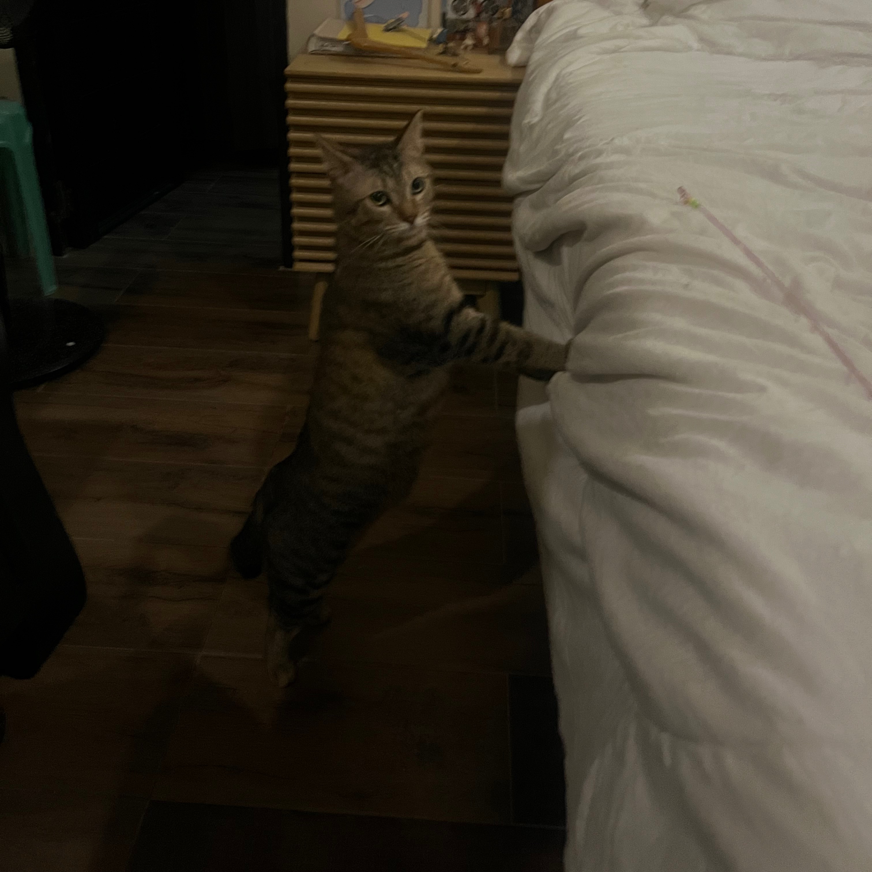 rayover_2026-04-07T09:55:00.611Z