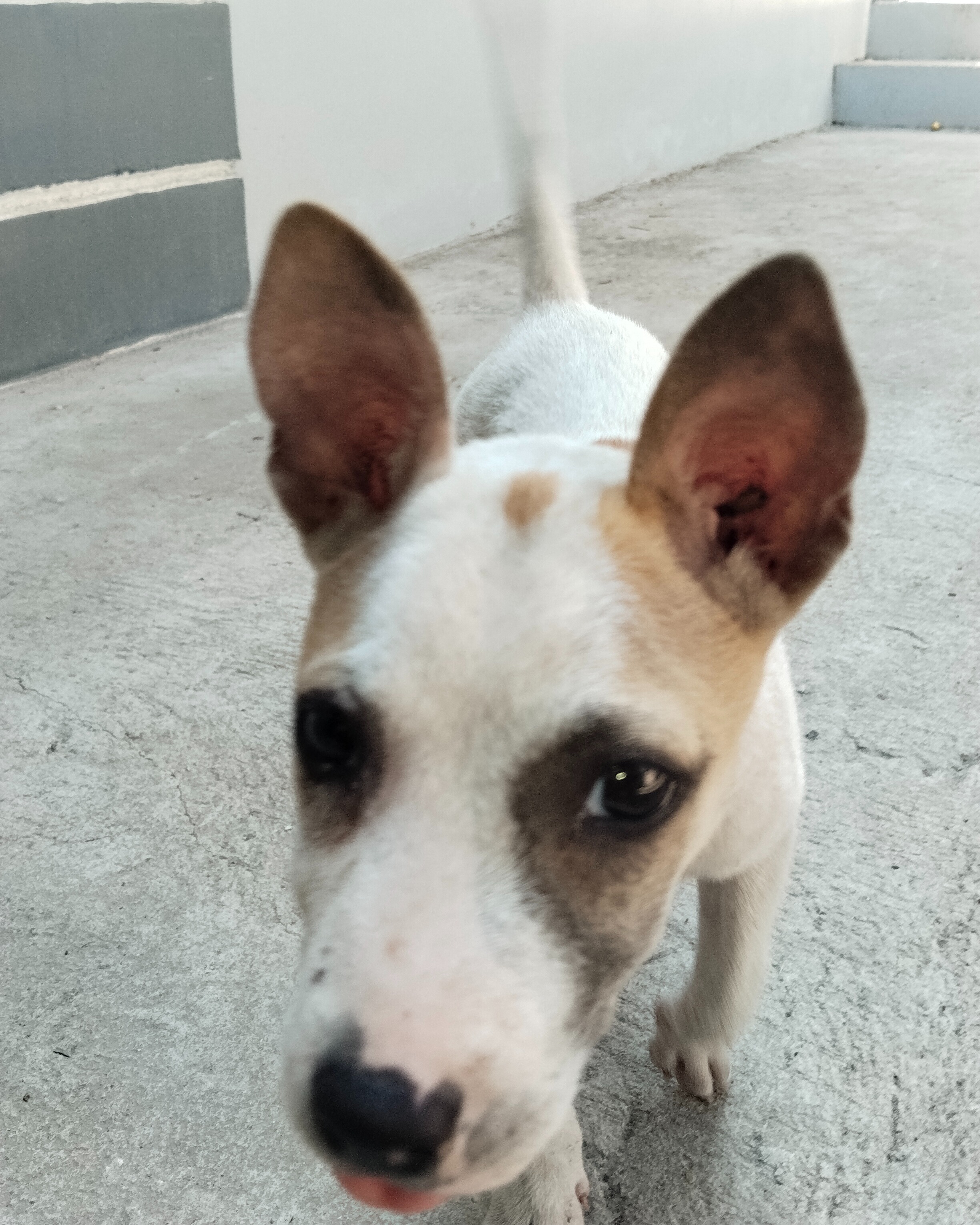 rayover_2026-04-07T13:34:44.640Z