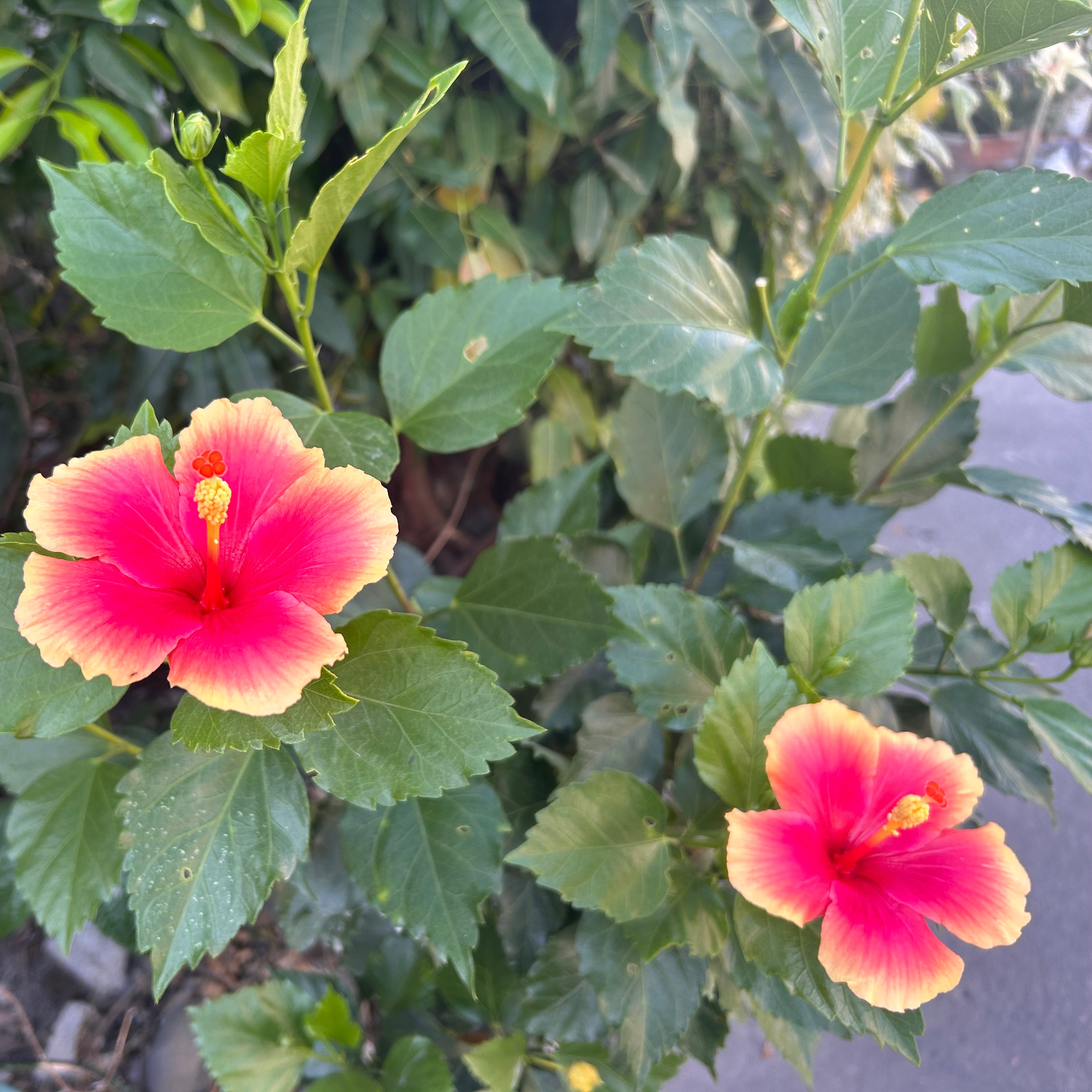 rayover_2026-04-09T22:53:14.053Z