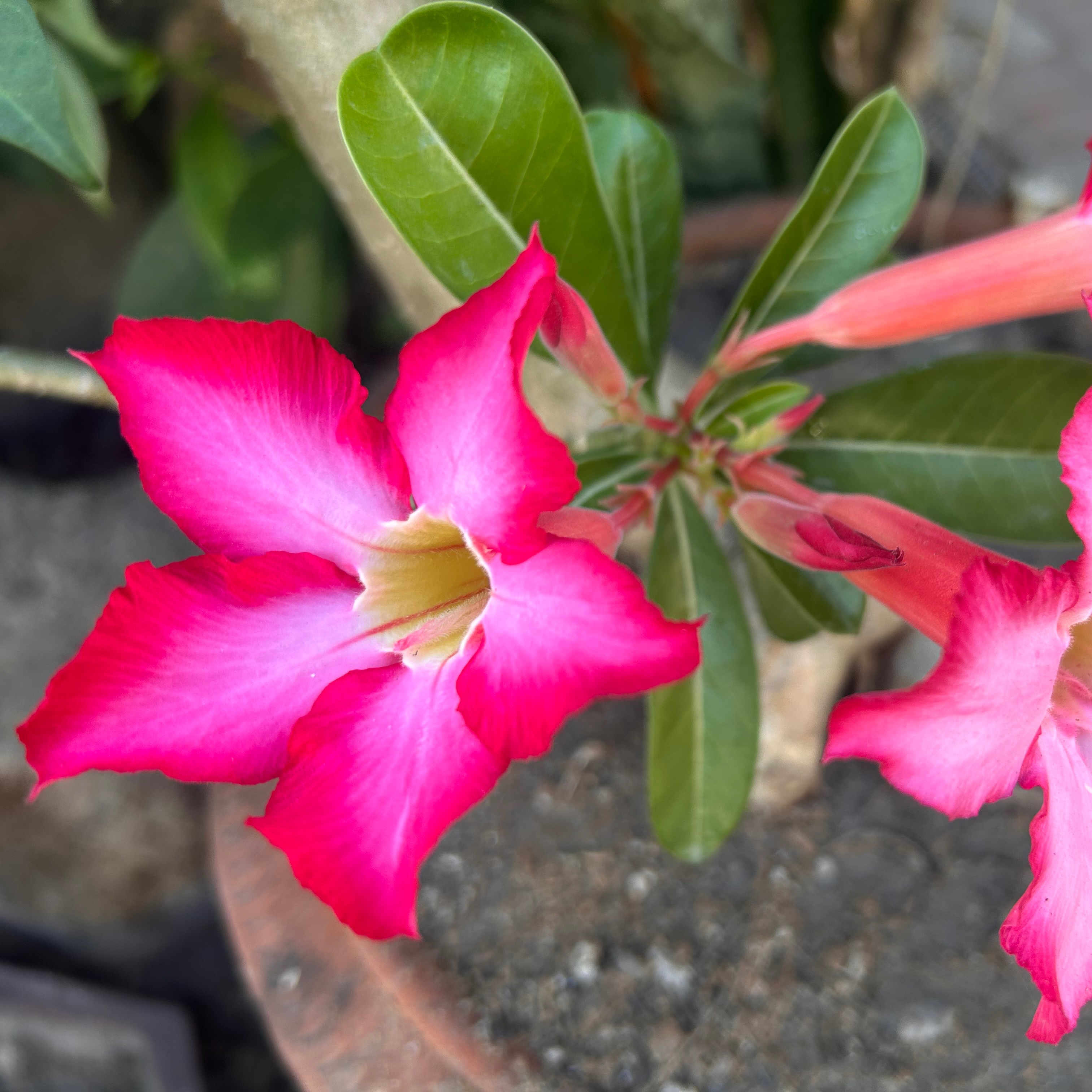 rayover_2026-04-10T16:22:50.412Z