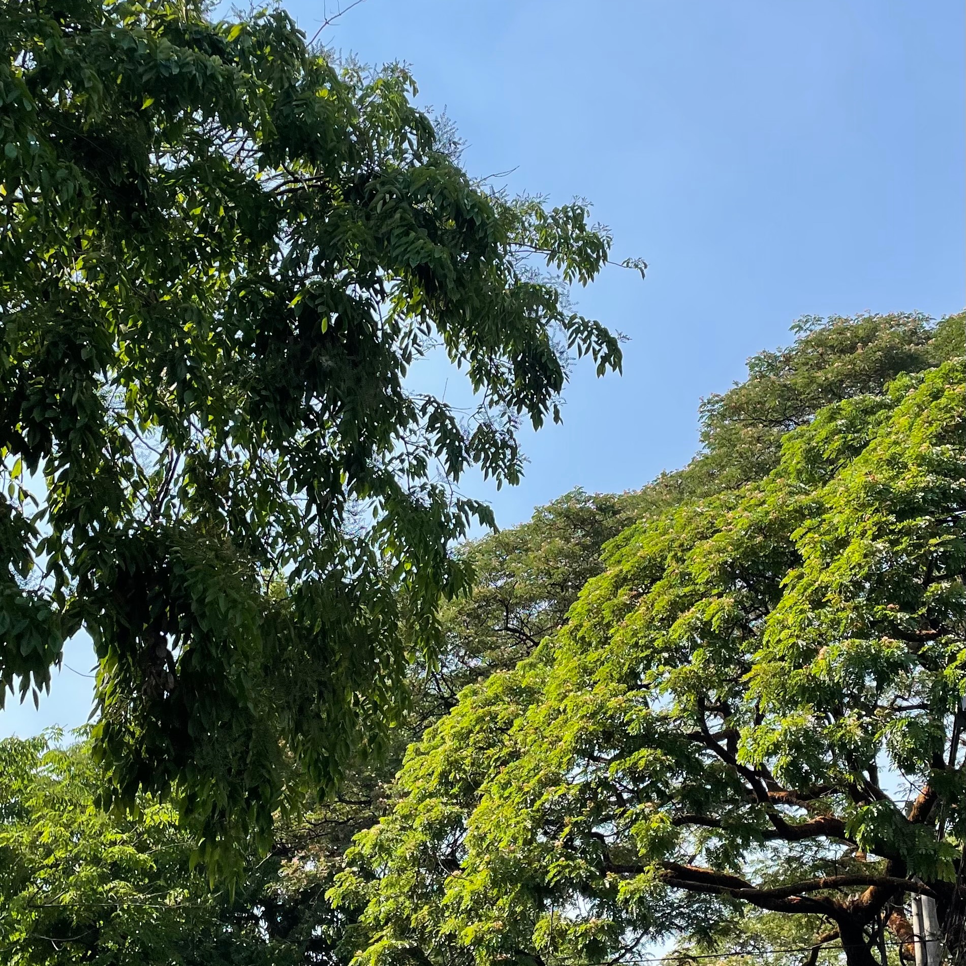 rayover_2026-04-10T22:07:35.804Z