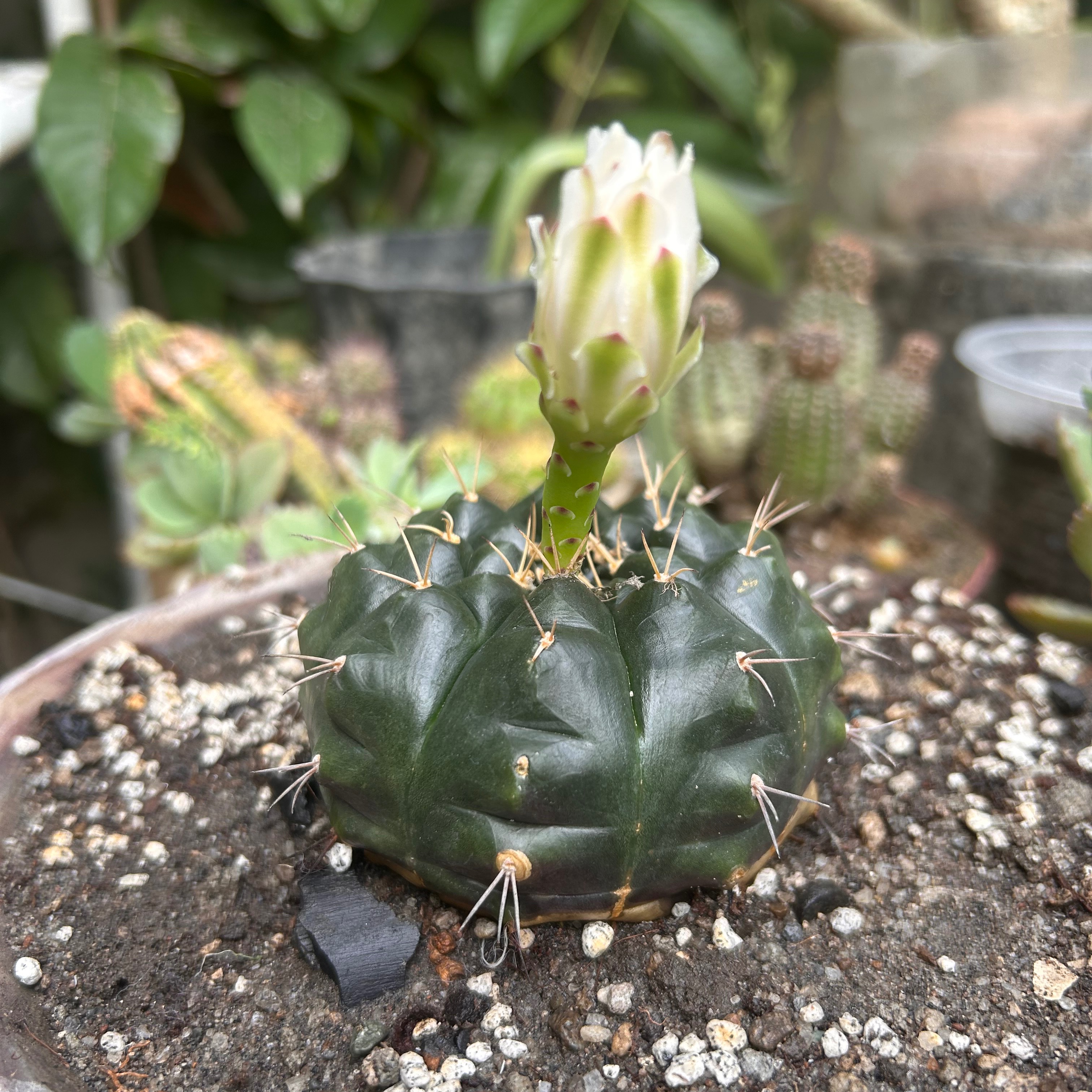 rayover_2026-04-11T23:40:10.352Z