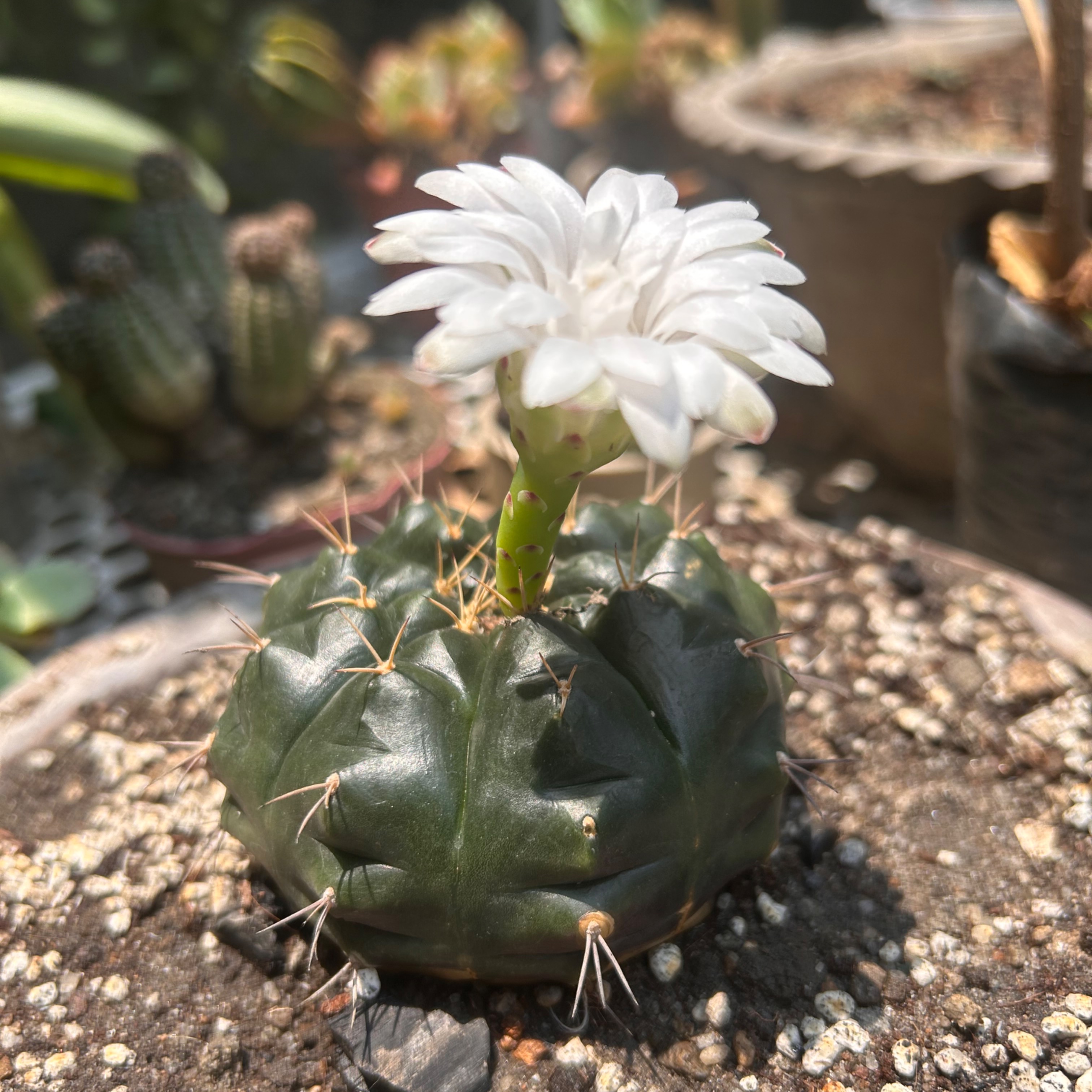 rayover_2026-04-11T23:56:21.602Z