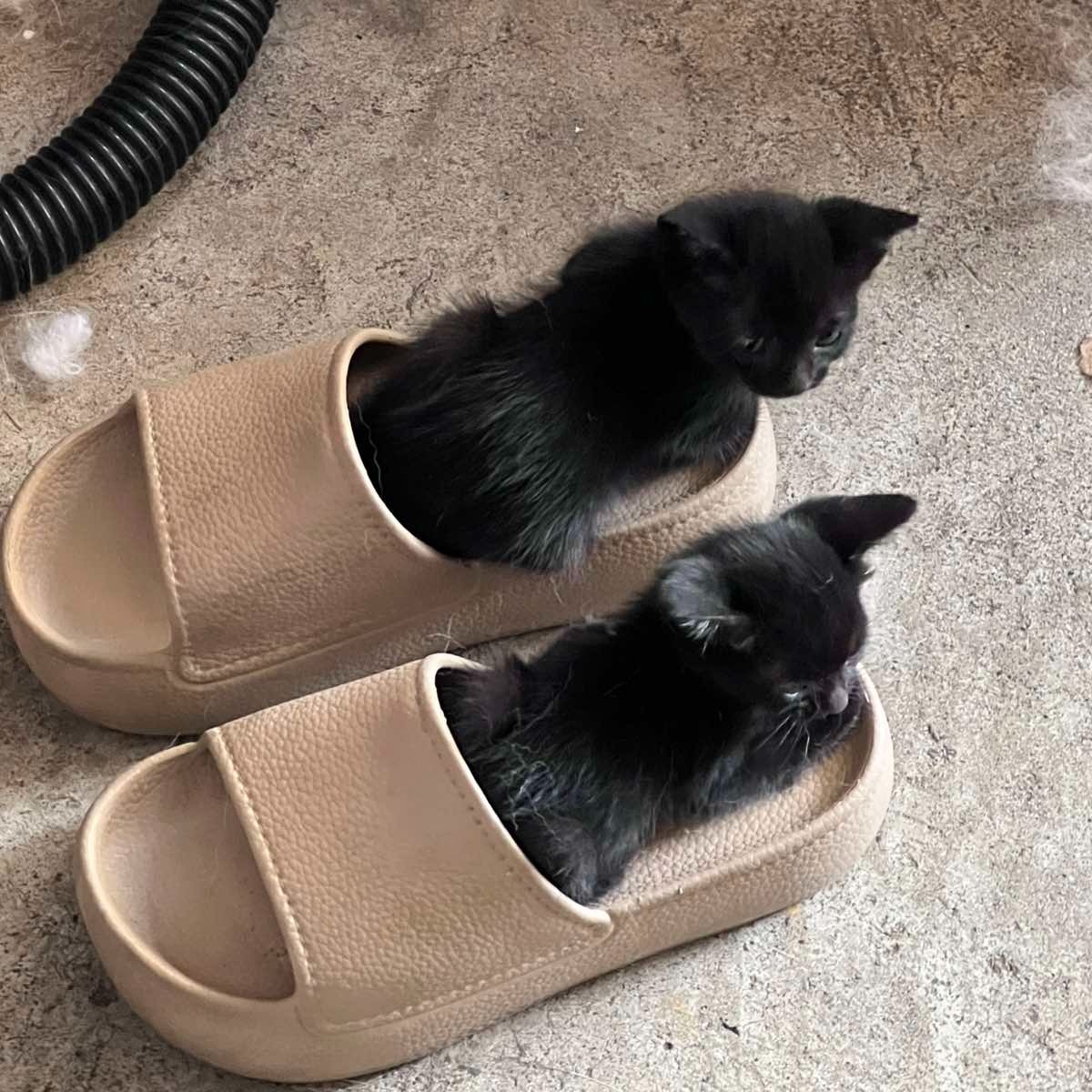 rayover_2026-04-14T02:25:59.633Z