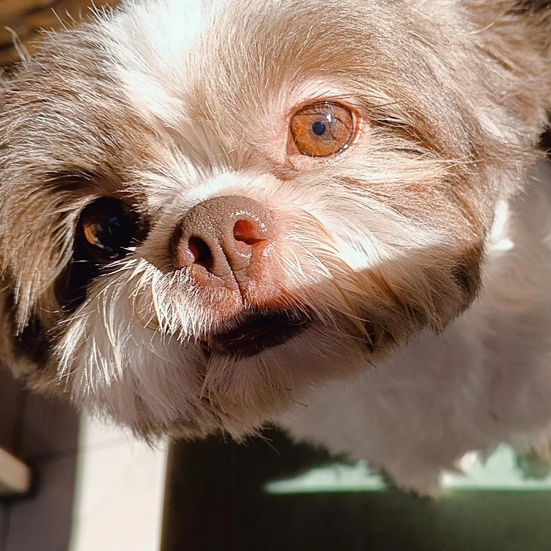 rayover_2026-04-17T14:42:45.392Z