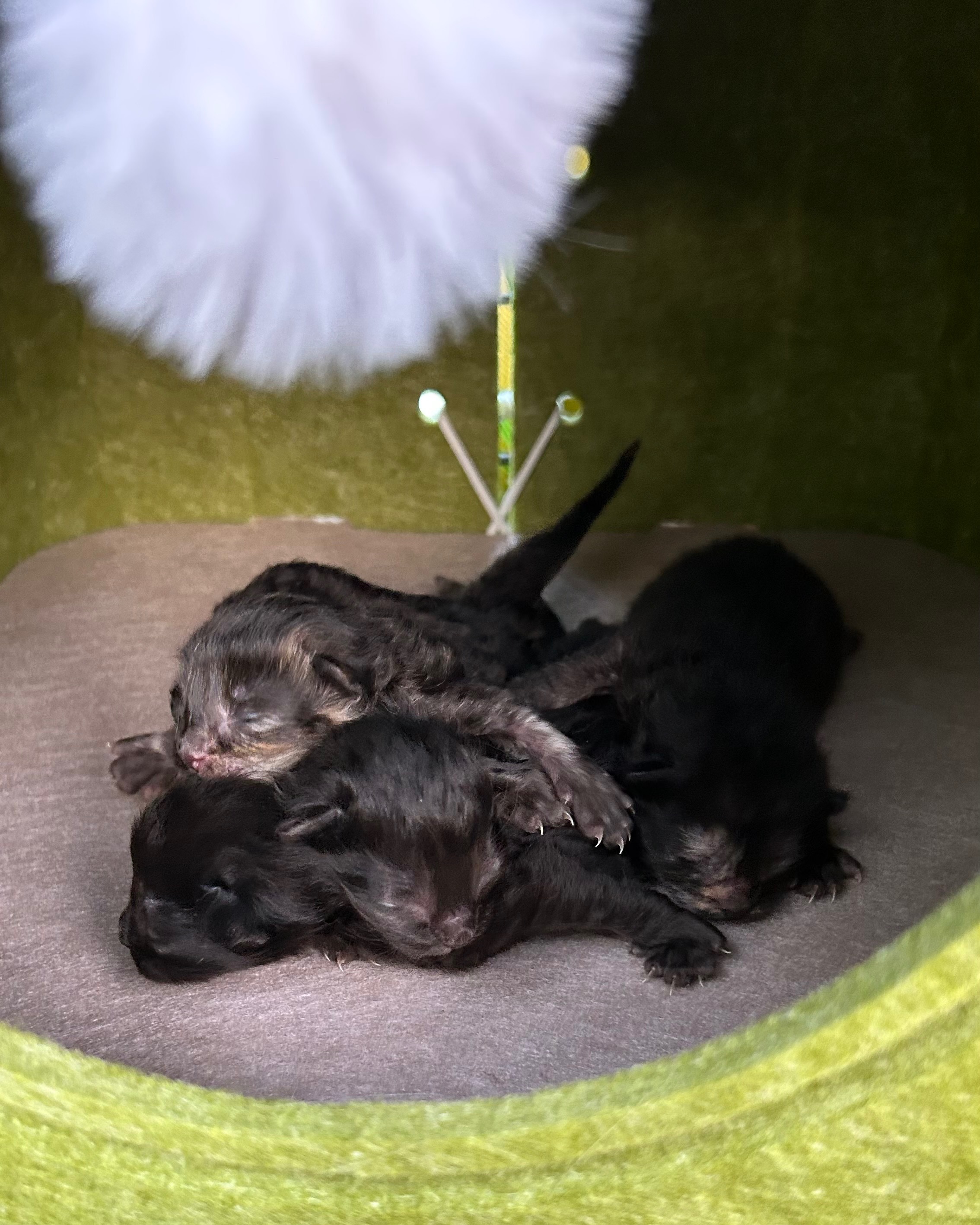 rayover_2026-04-21T17:04:11.188Z