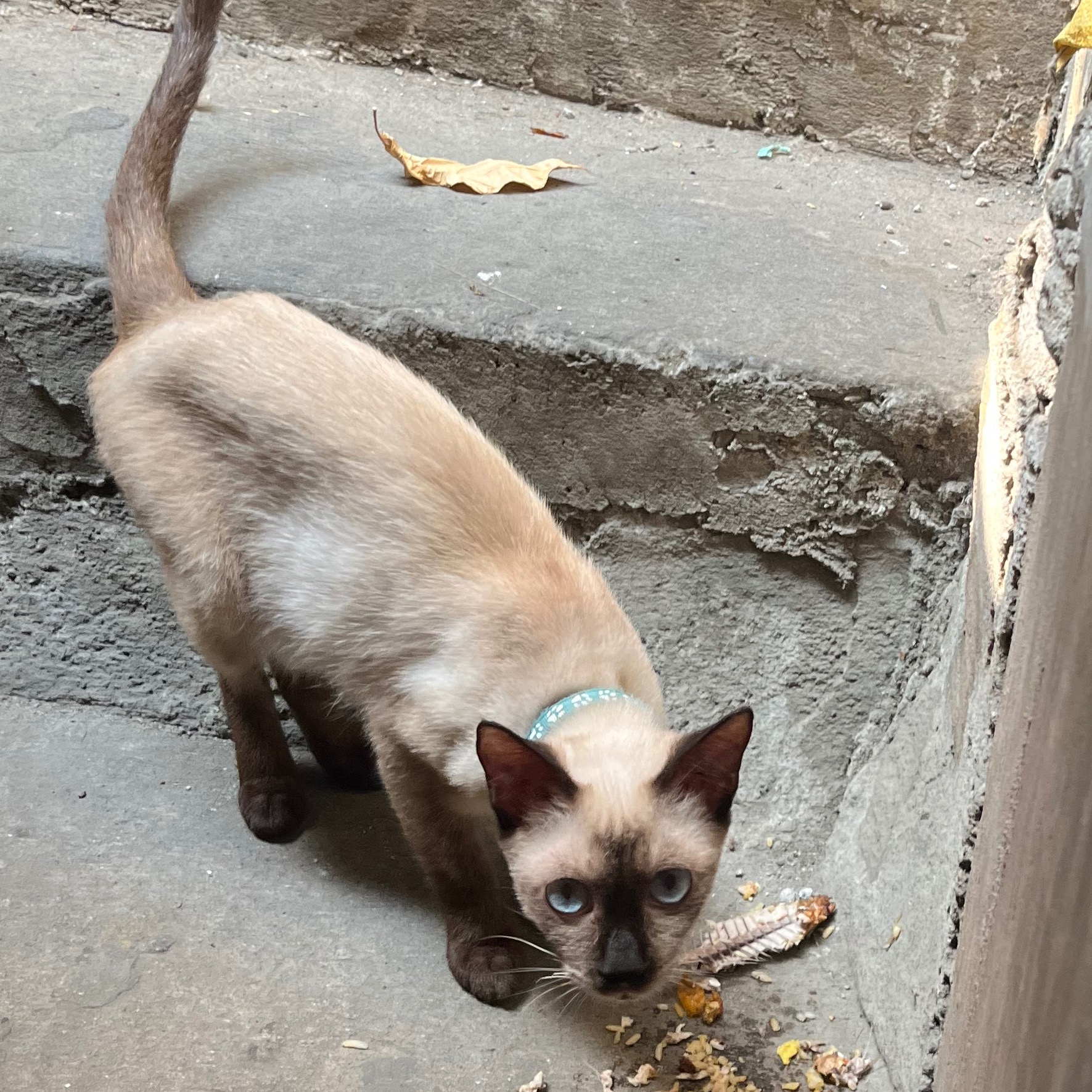 rayover_2026-04-22T15:52:20.439Z