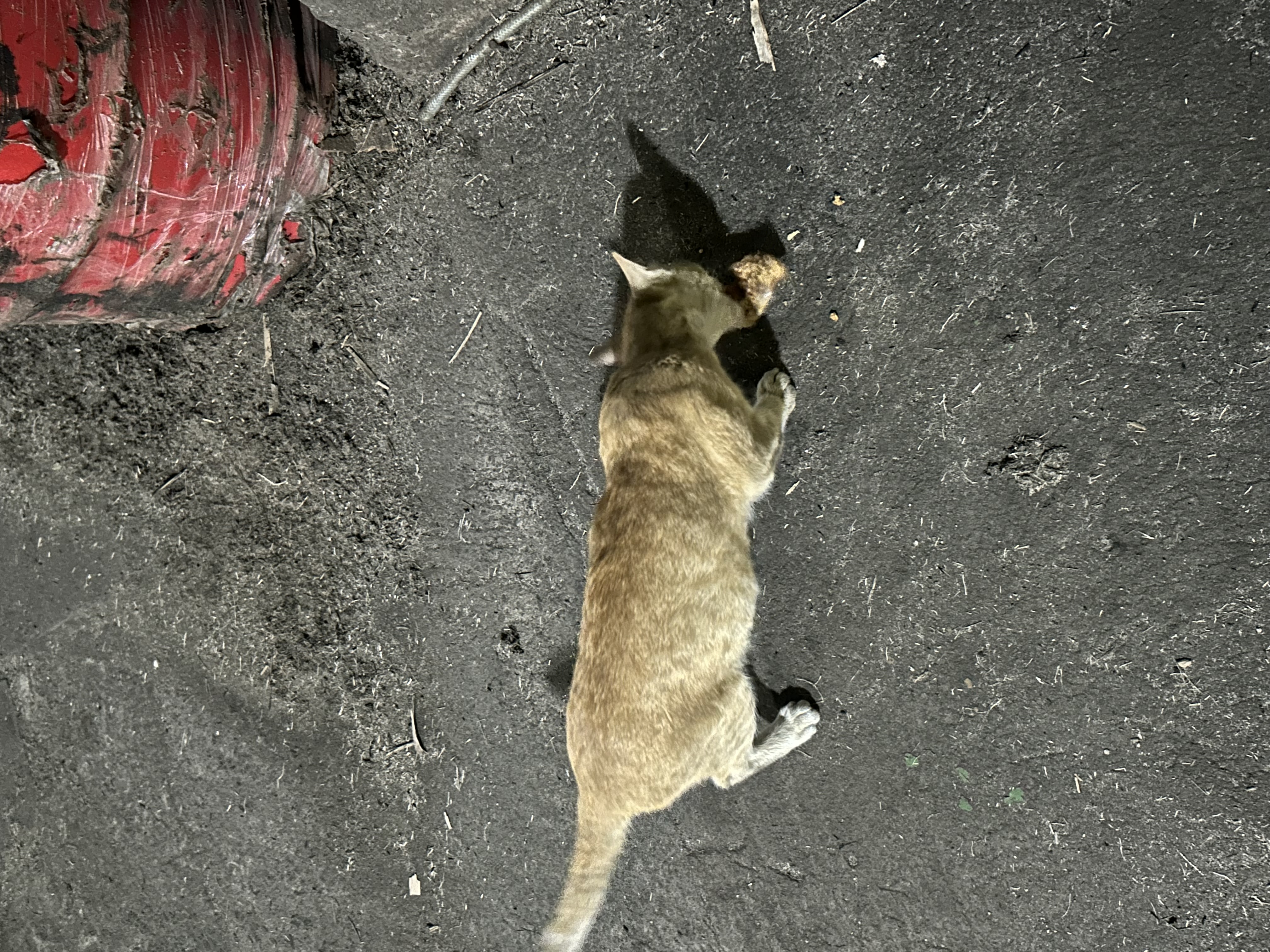 IMG_3598.jpeg
