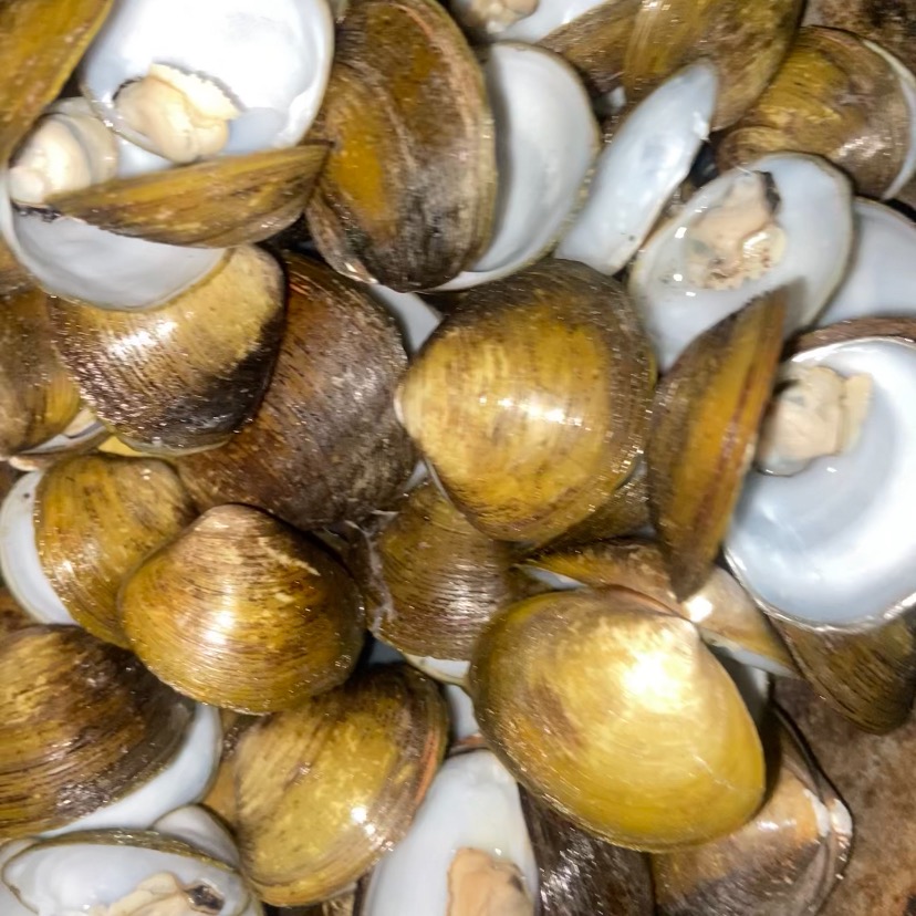 rayover_2026-04-30T10:48:33.129Z