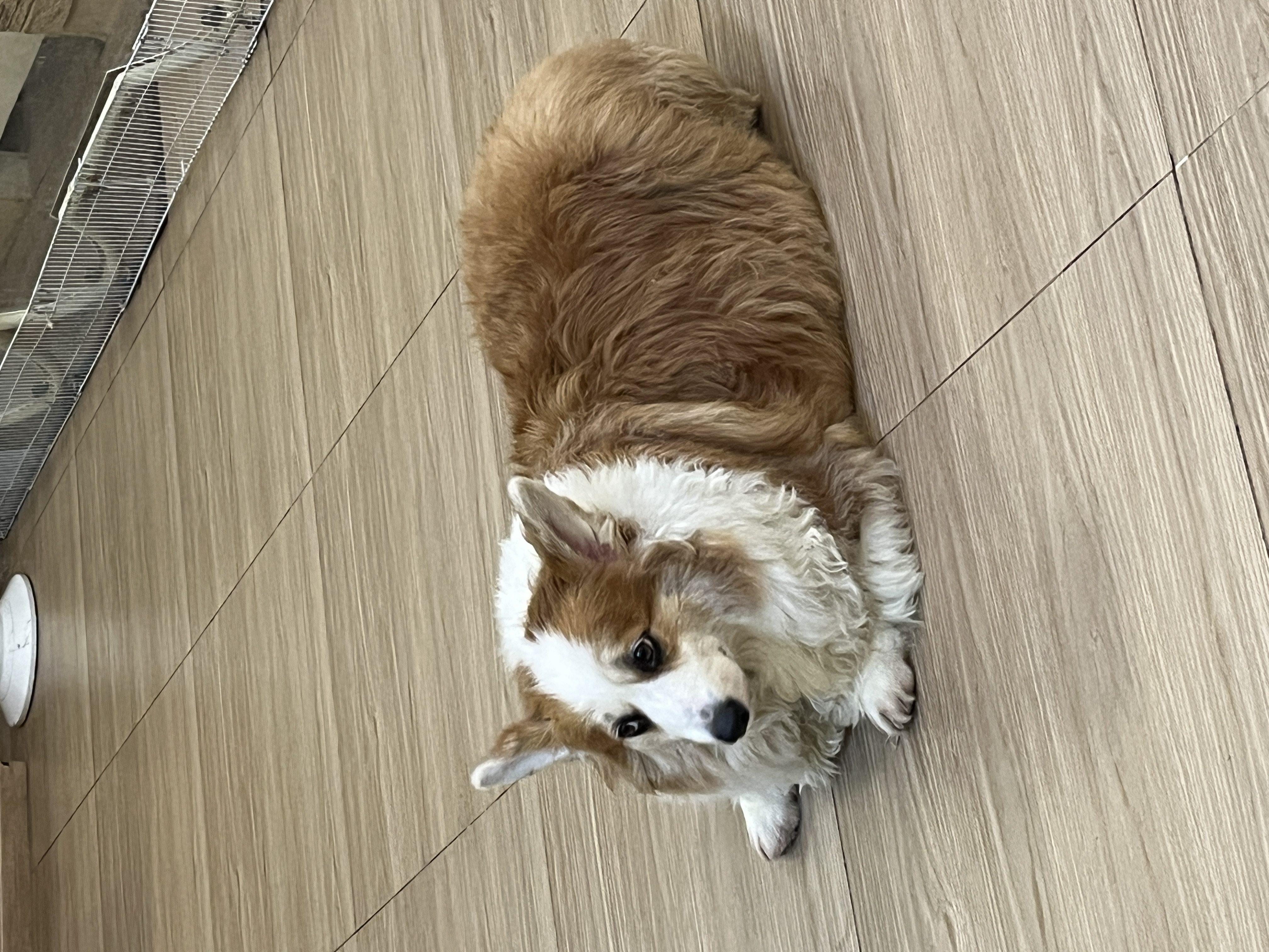 IMG_2722.jpeg