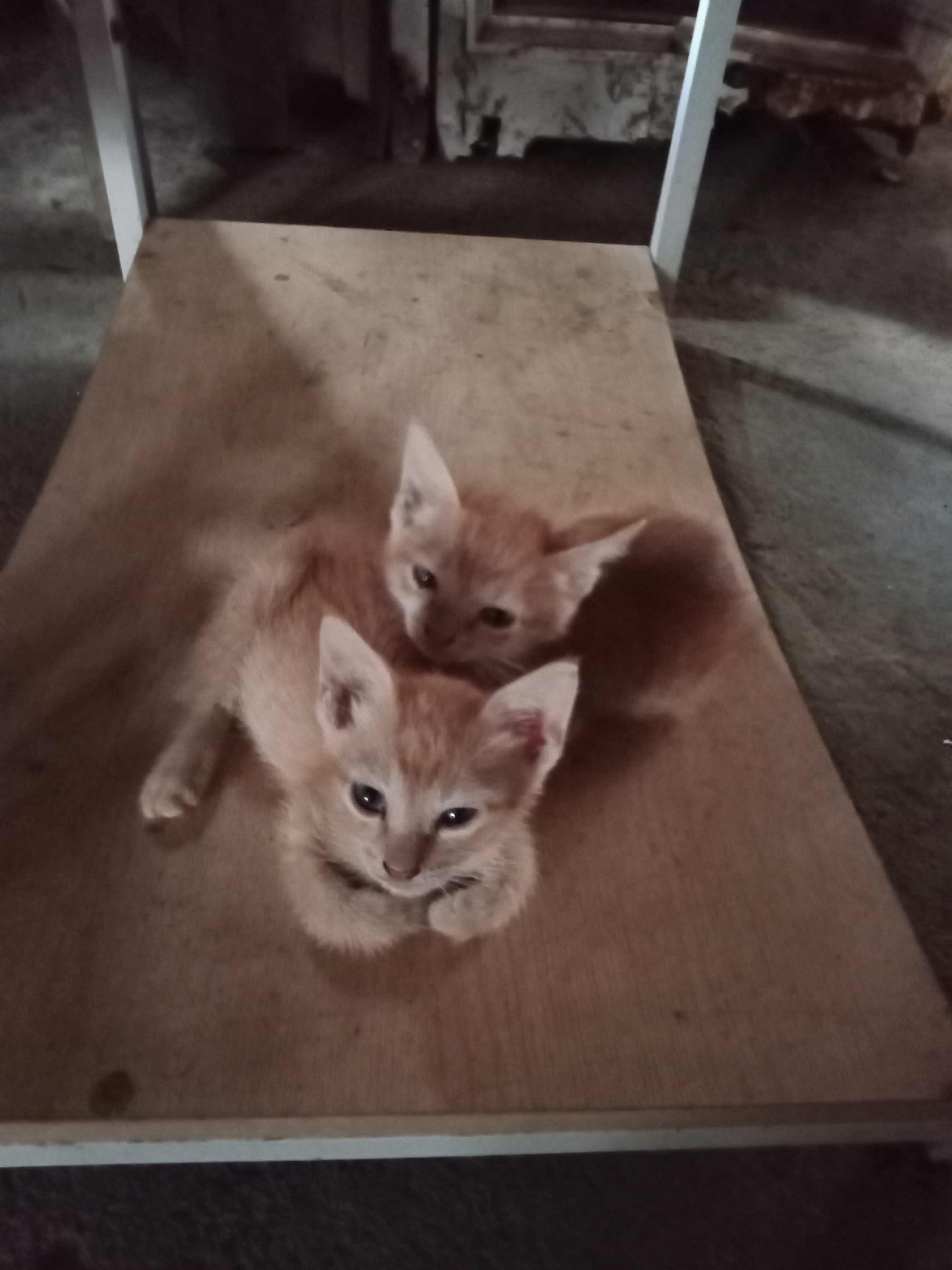 IMG20260427121051.jpg
