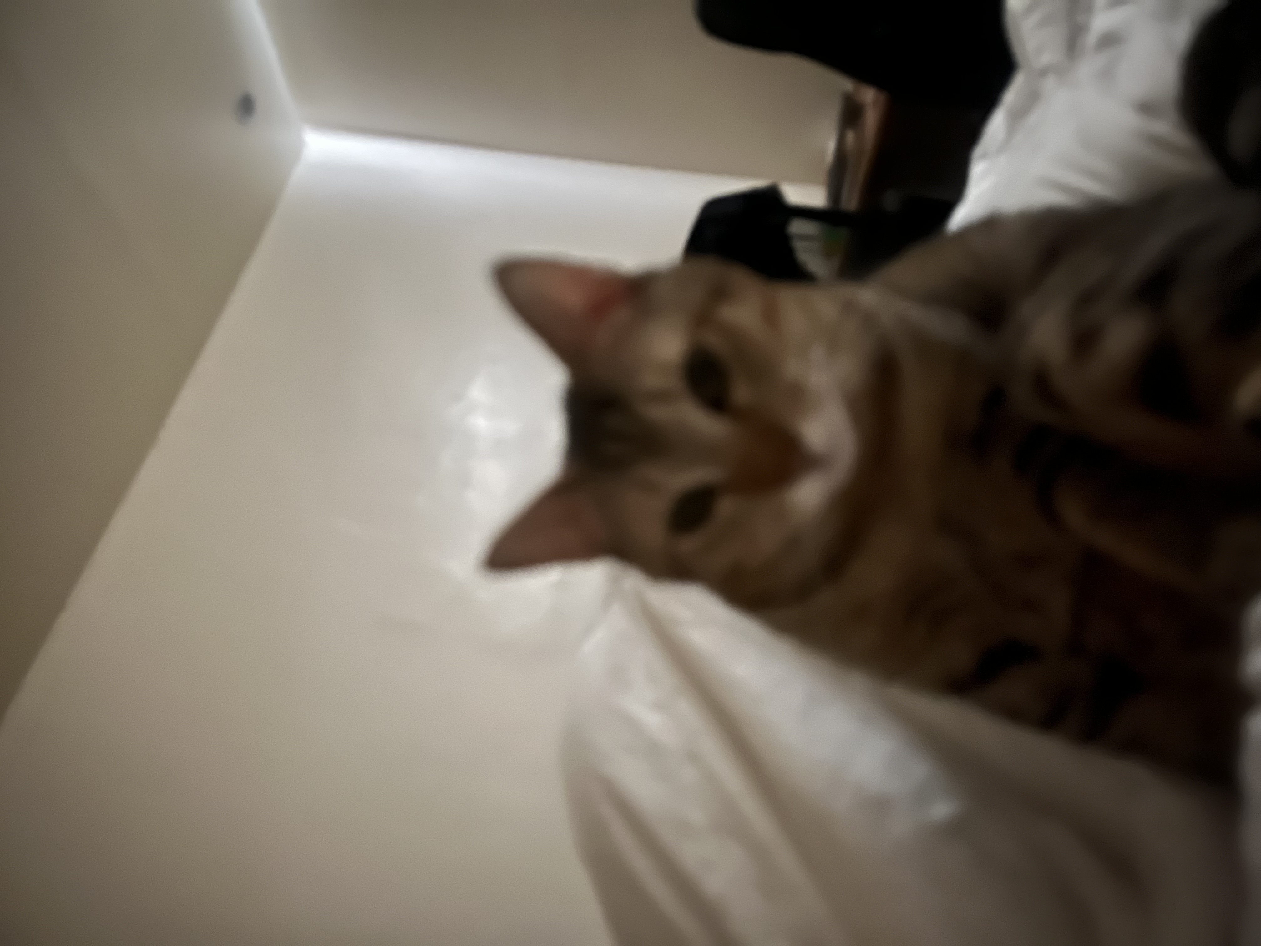 IMG_6374.jpeg