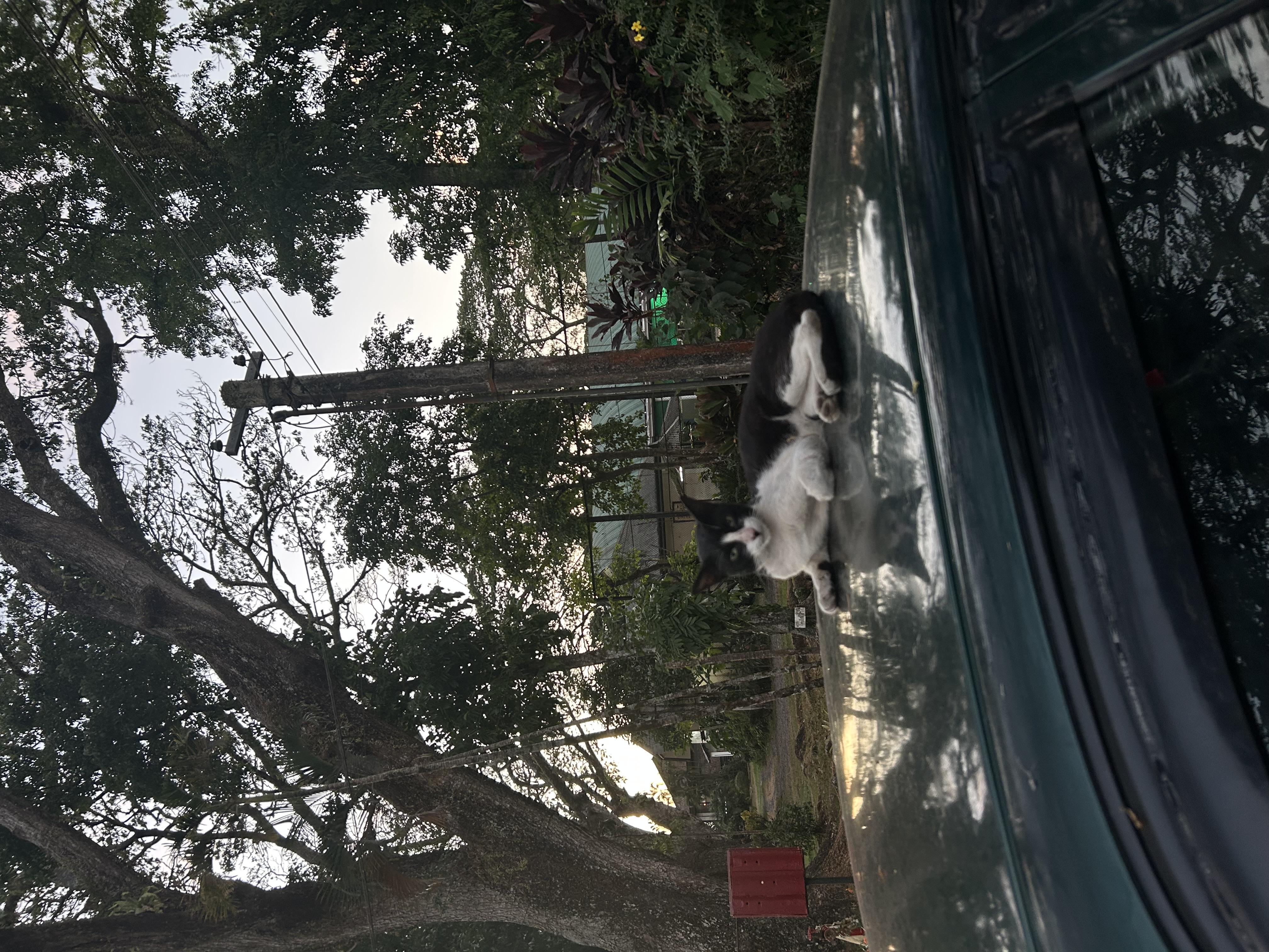 IMG_3514.jpeg