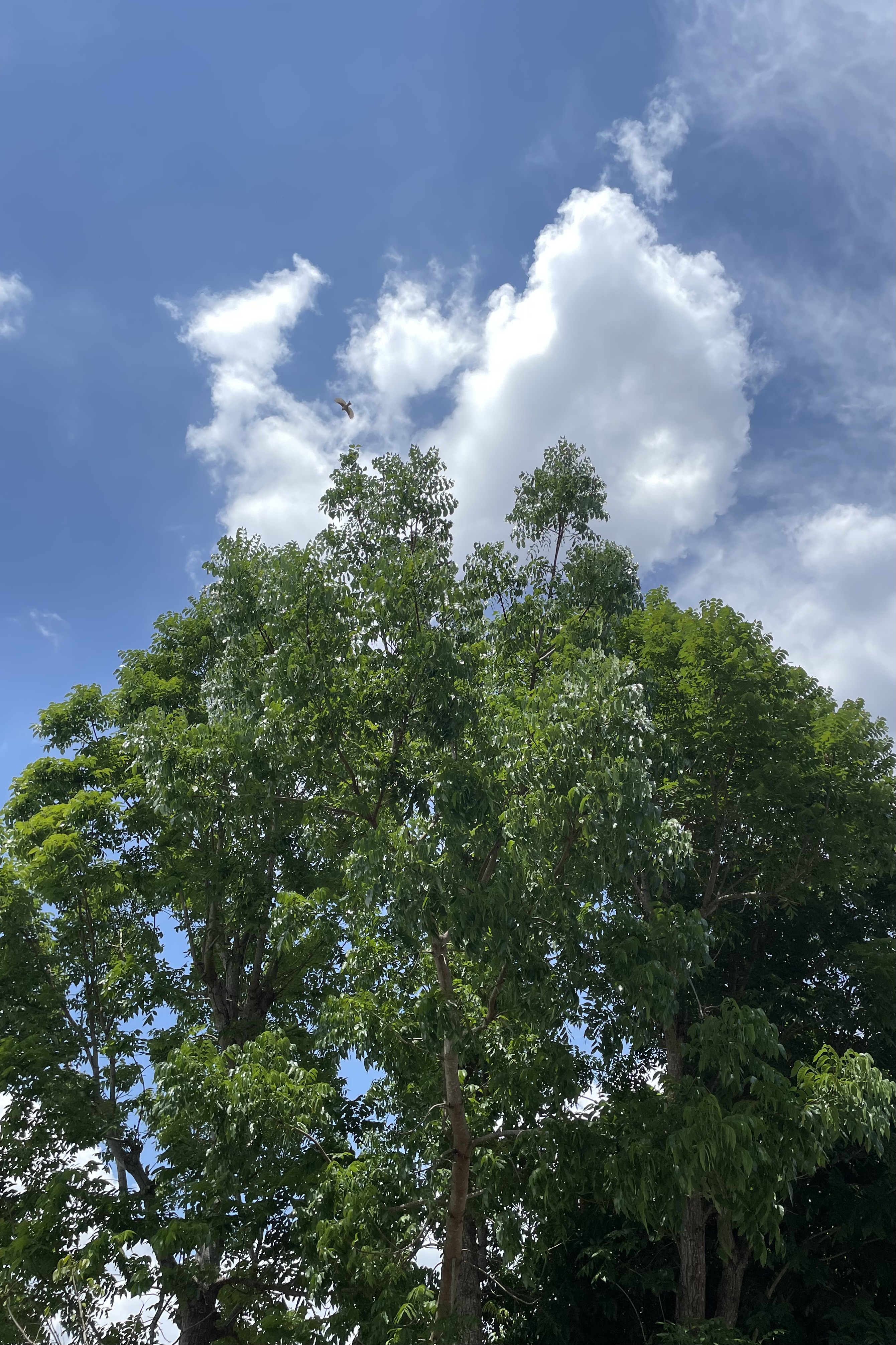 IMG_4362.jpeg