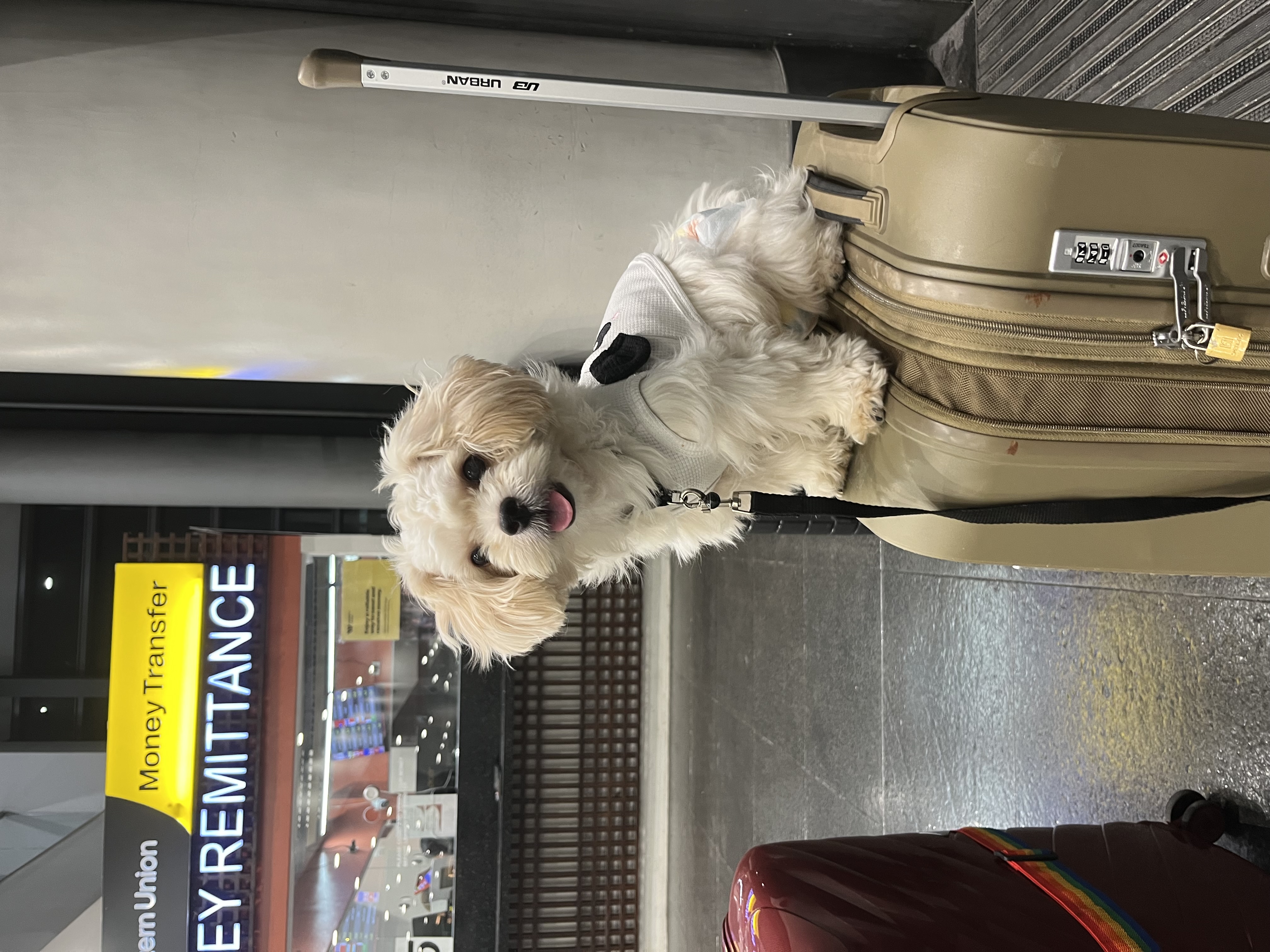 IMG_1548.jpeg