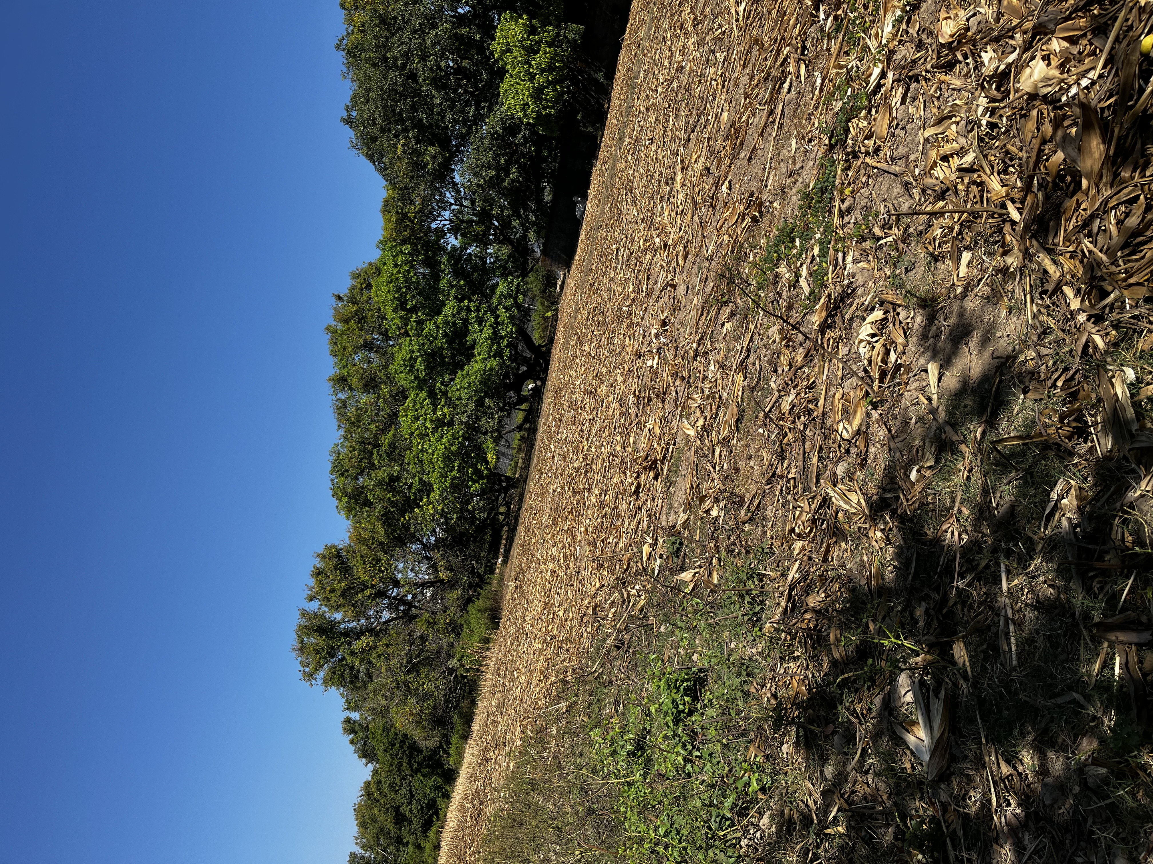 IMG_3901.jpeg