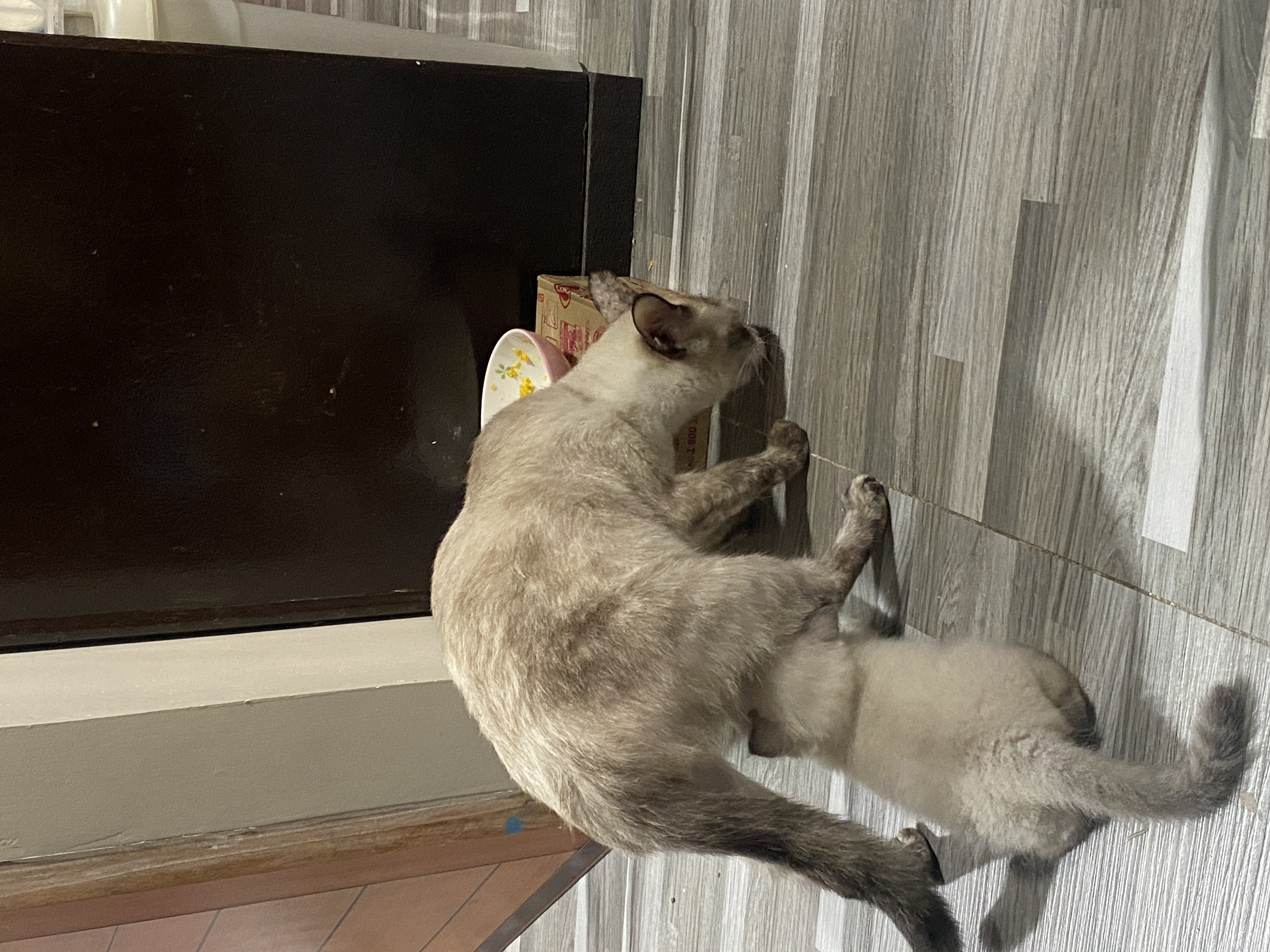 IMG_5730.jpeg