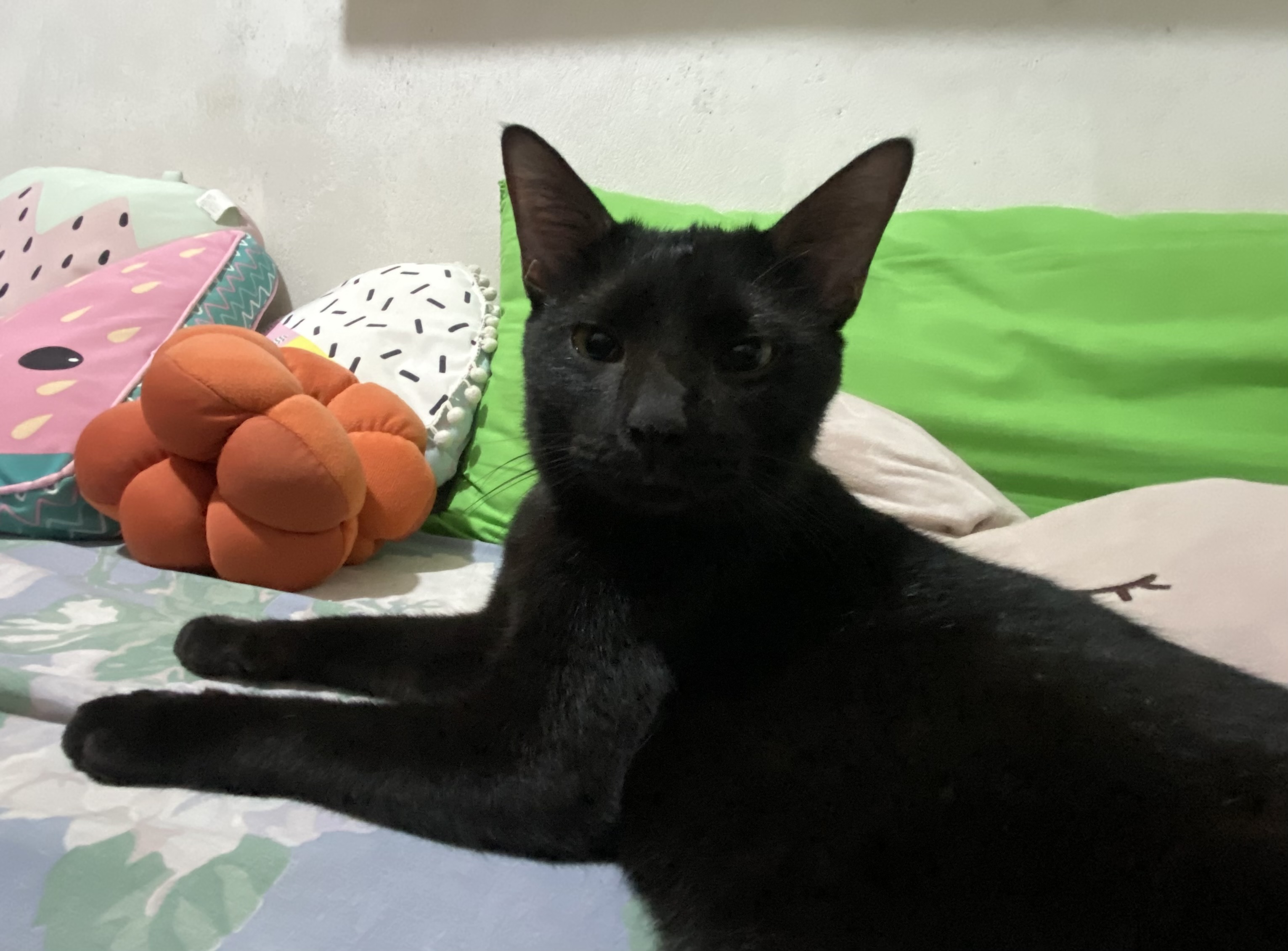 IMG_1683.jpeg