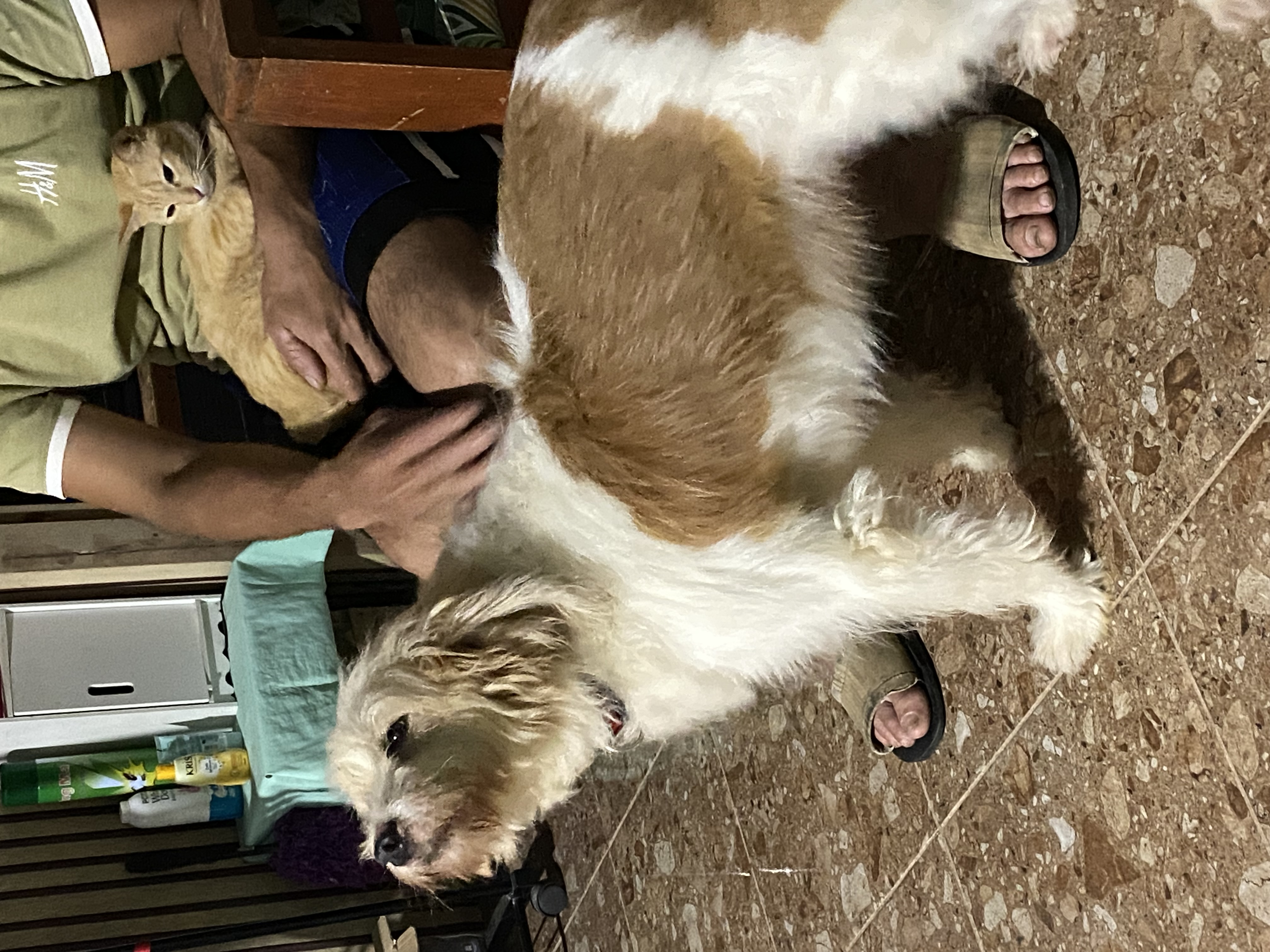 IMG_1392.jpeg