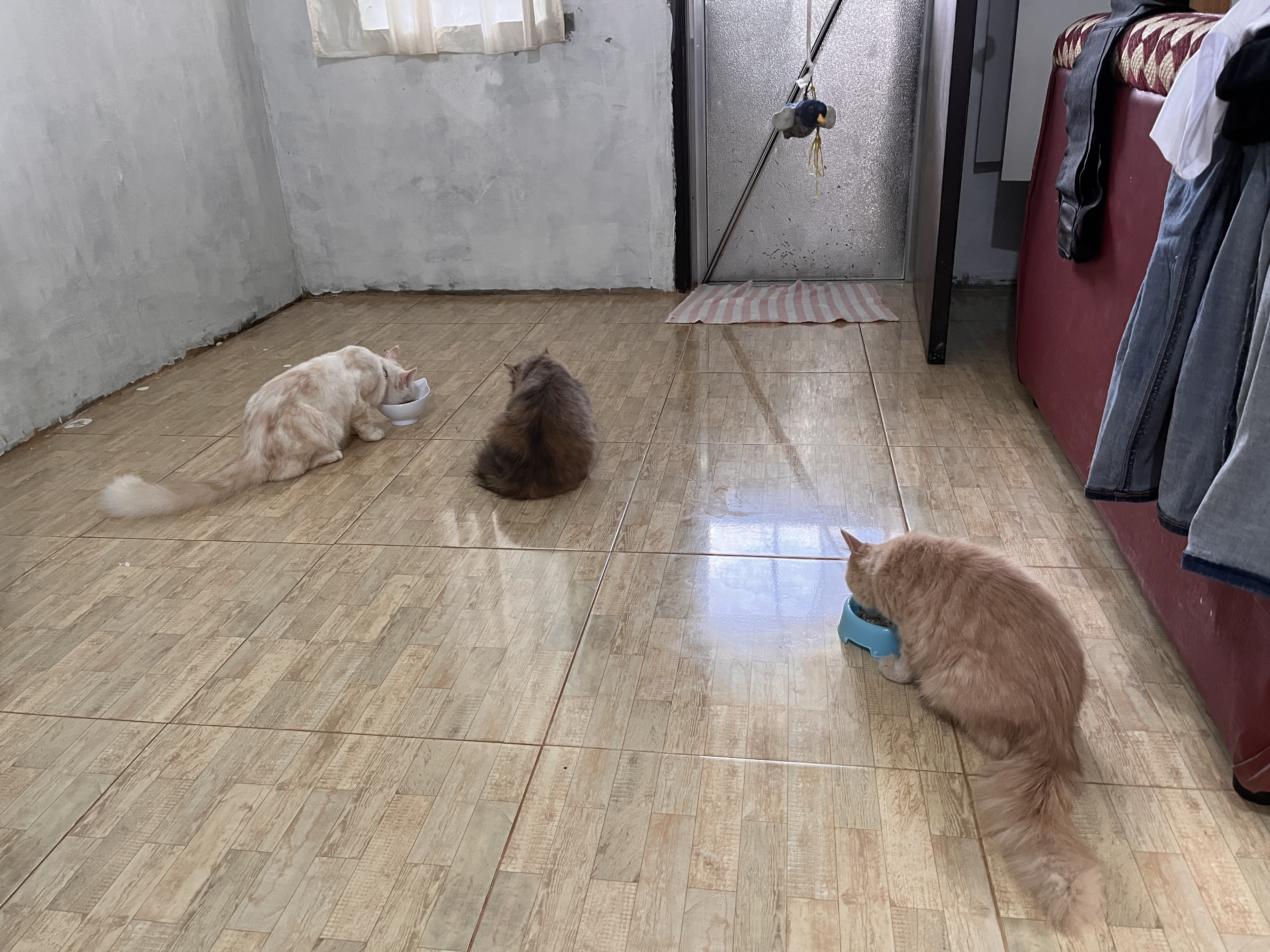 IMG_7267.jpeg