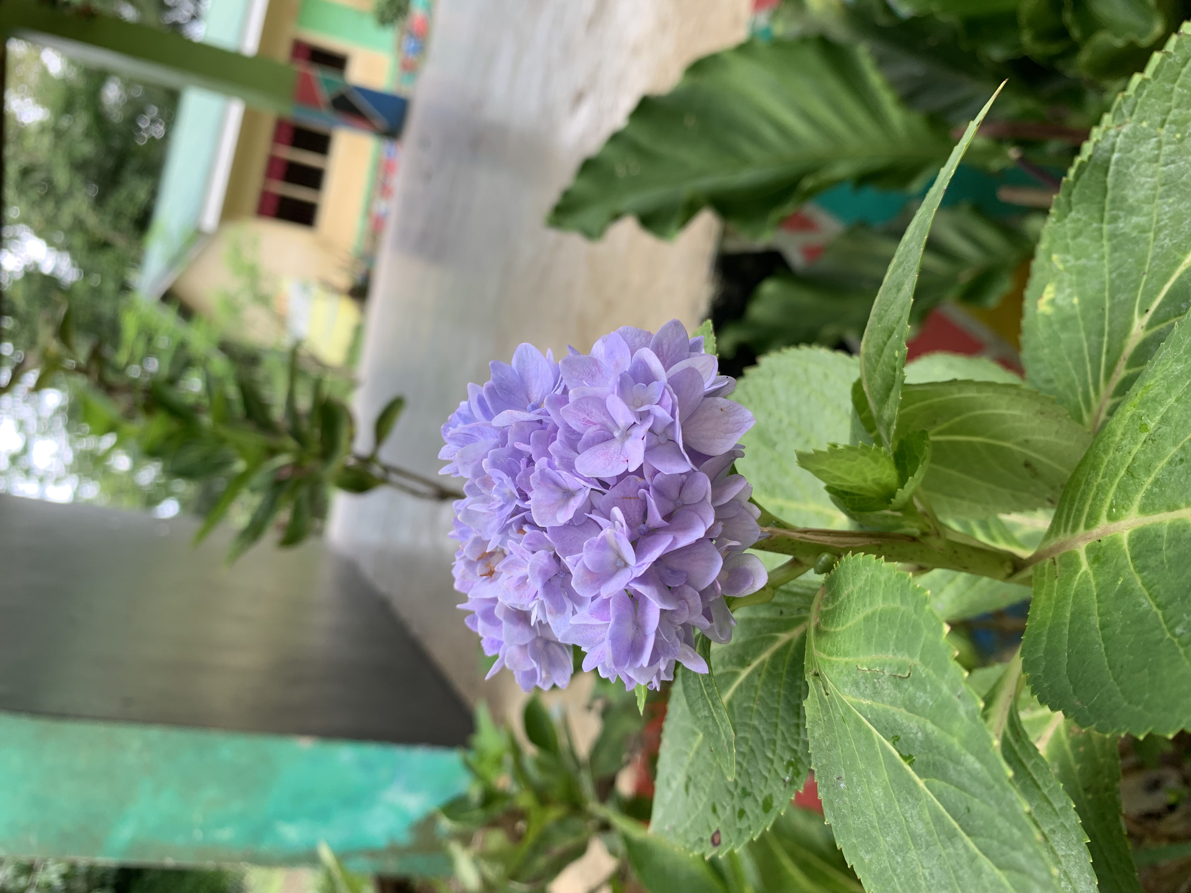 IMG_3084.jpeg
