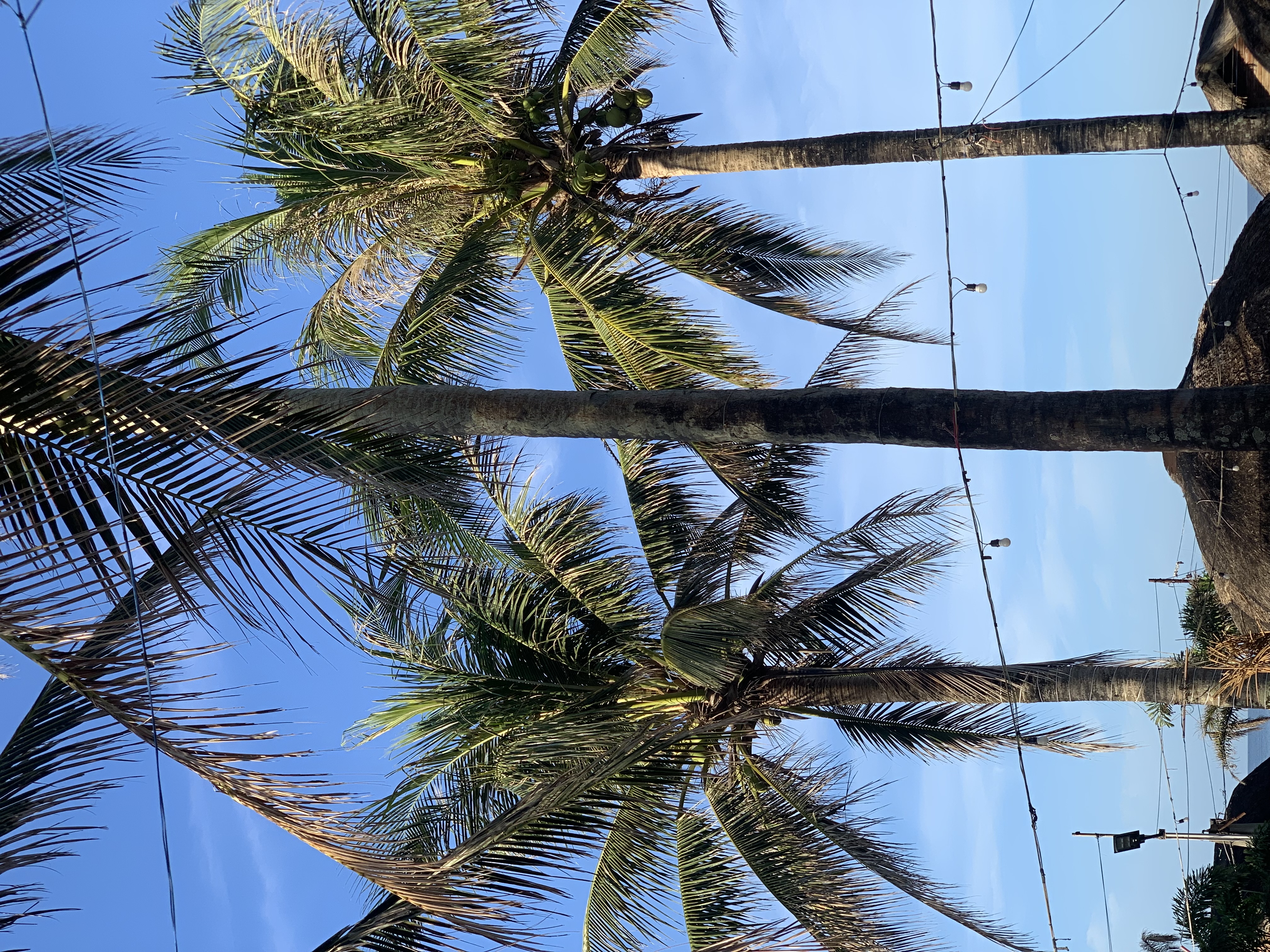IMG_5022.jpeg