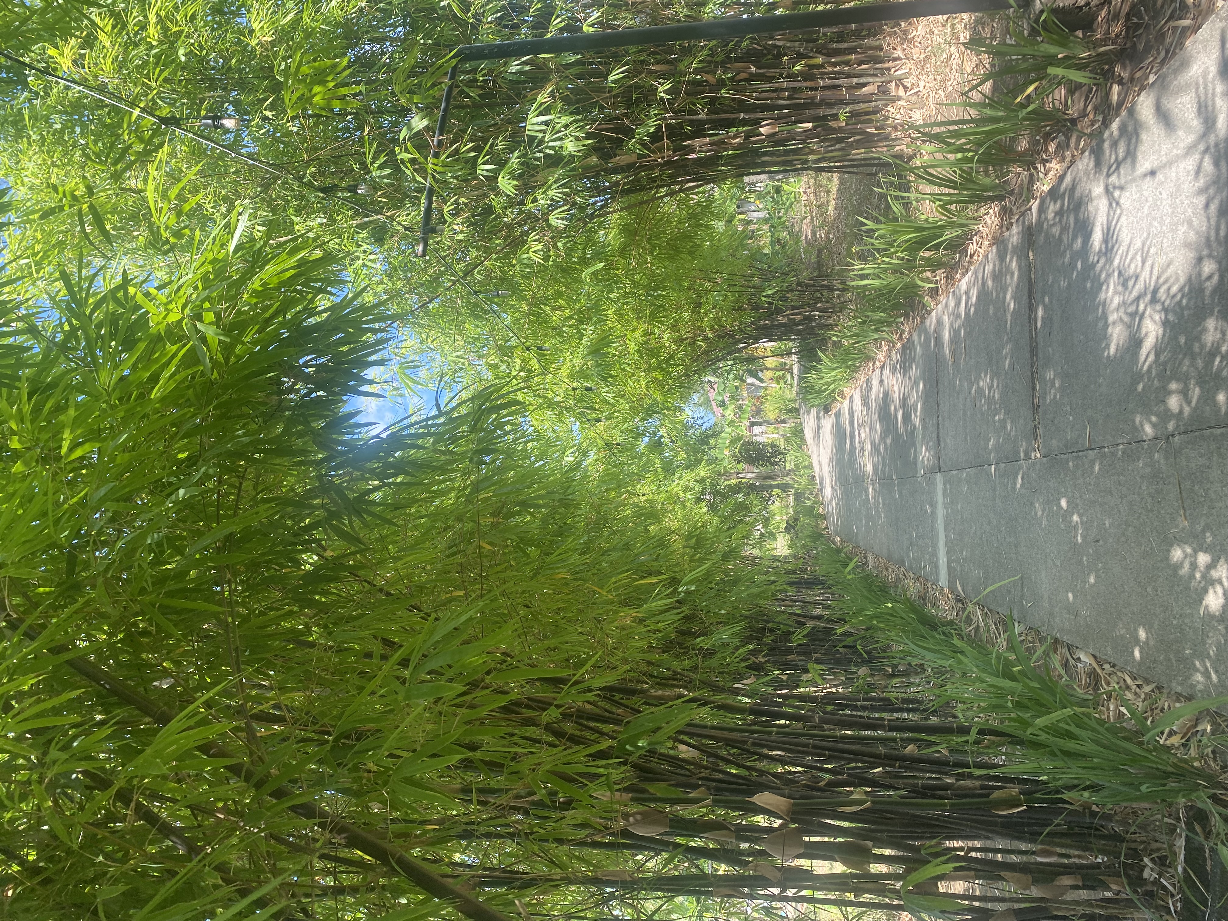 IMG_1567.jpeg
