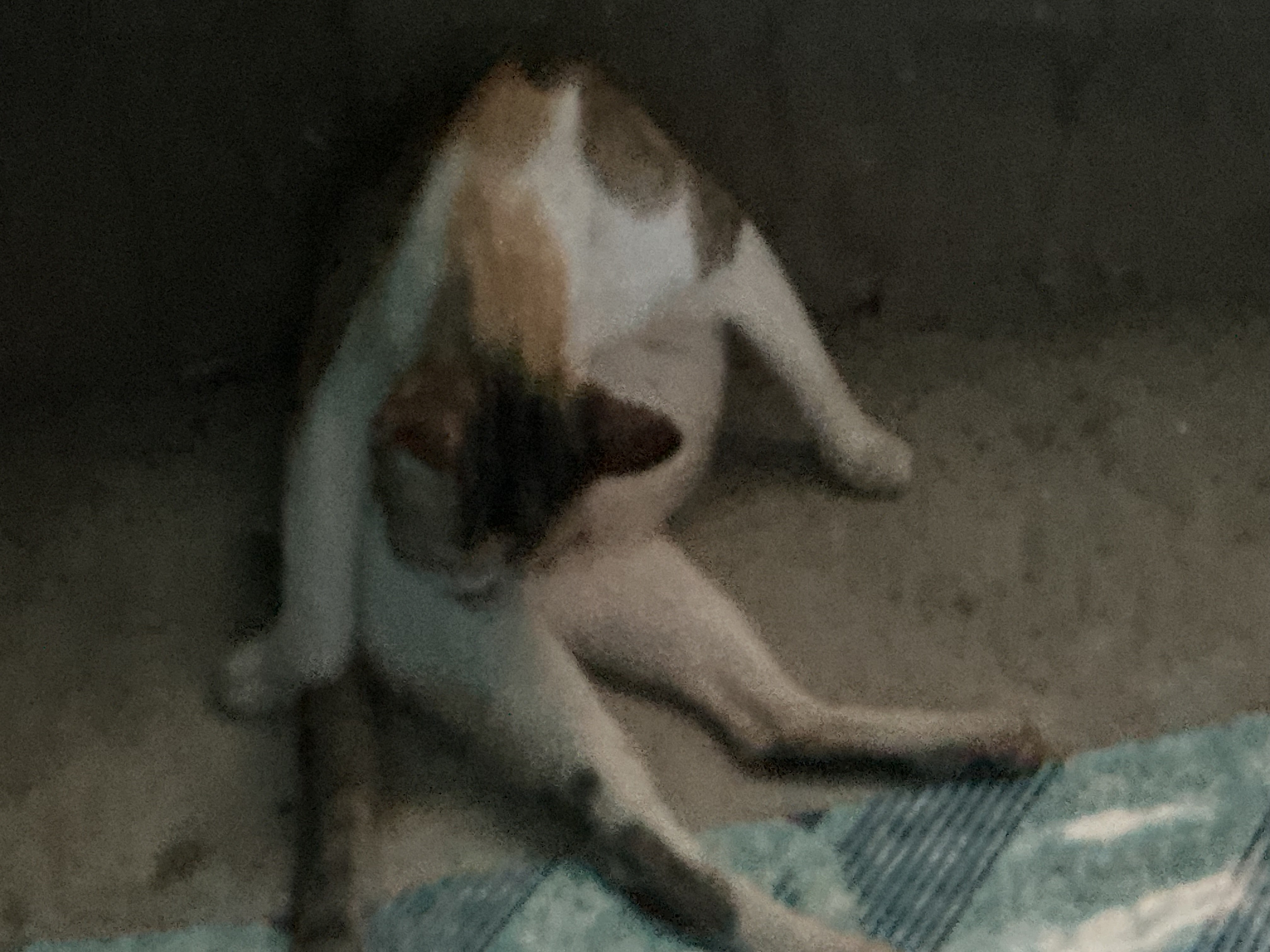 IMG_0997.jpeg