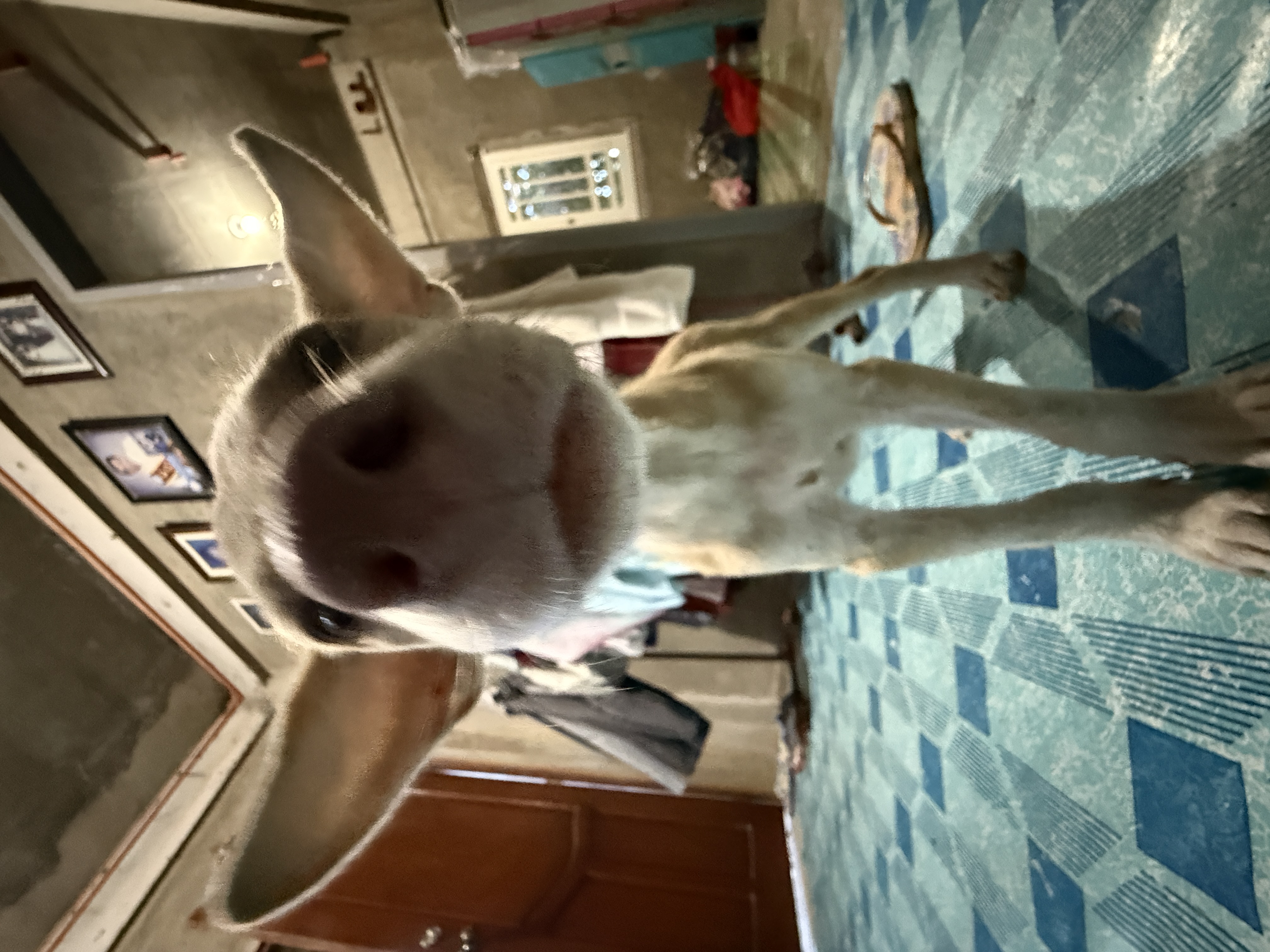 IMG_2638.jpeg