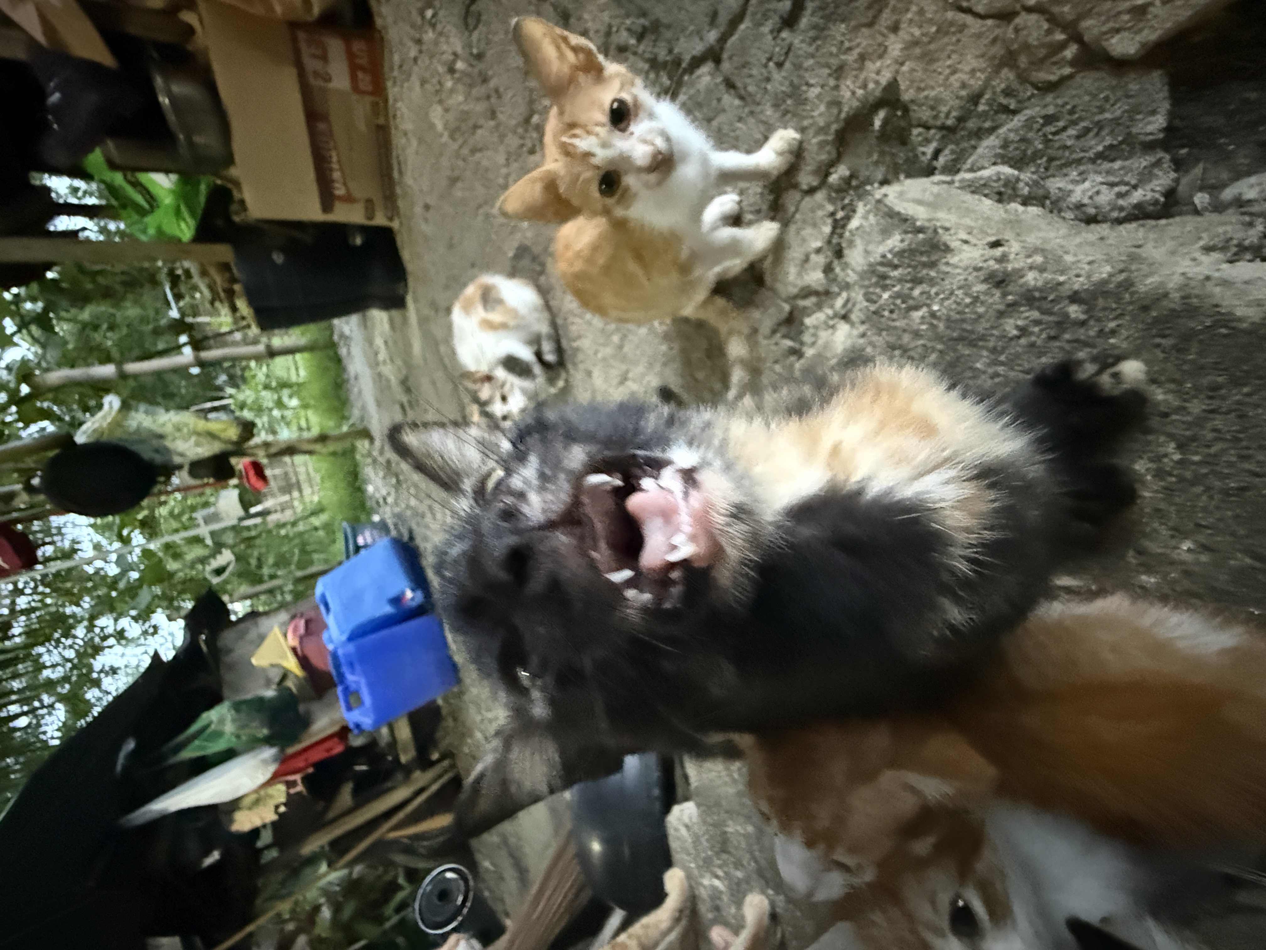 IMG_2647.jpeg