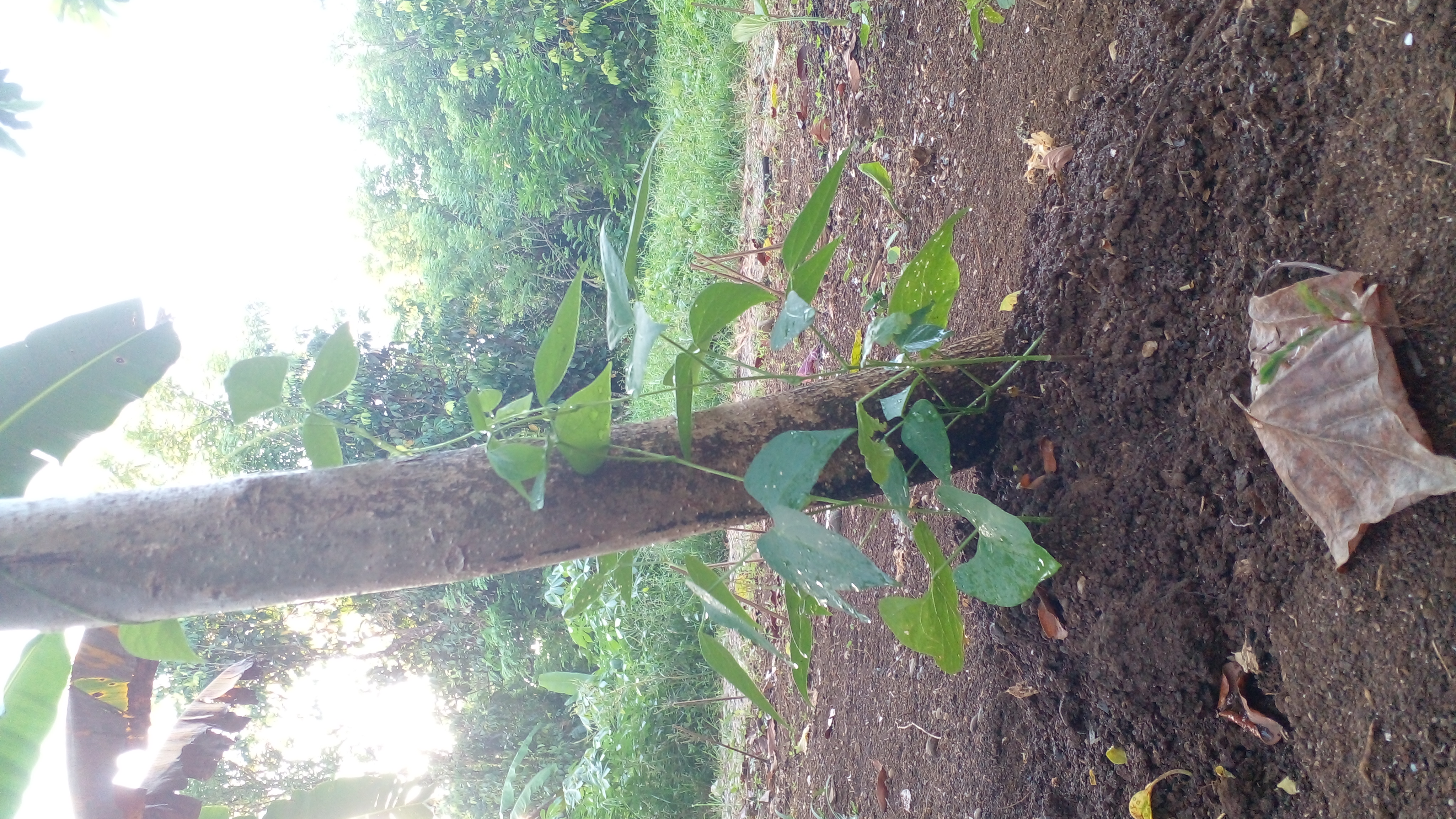 20260608_060132.jpg