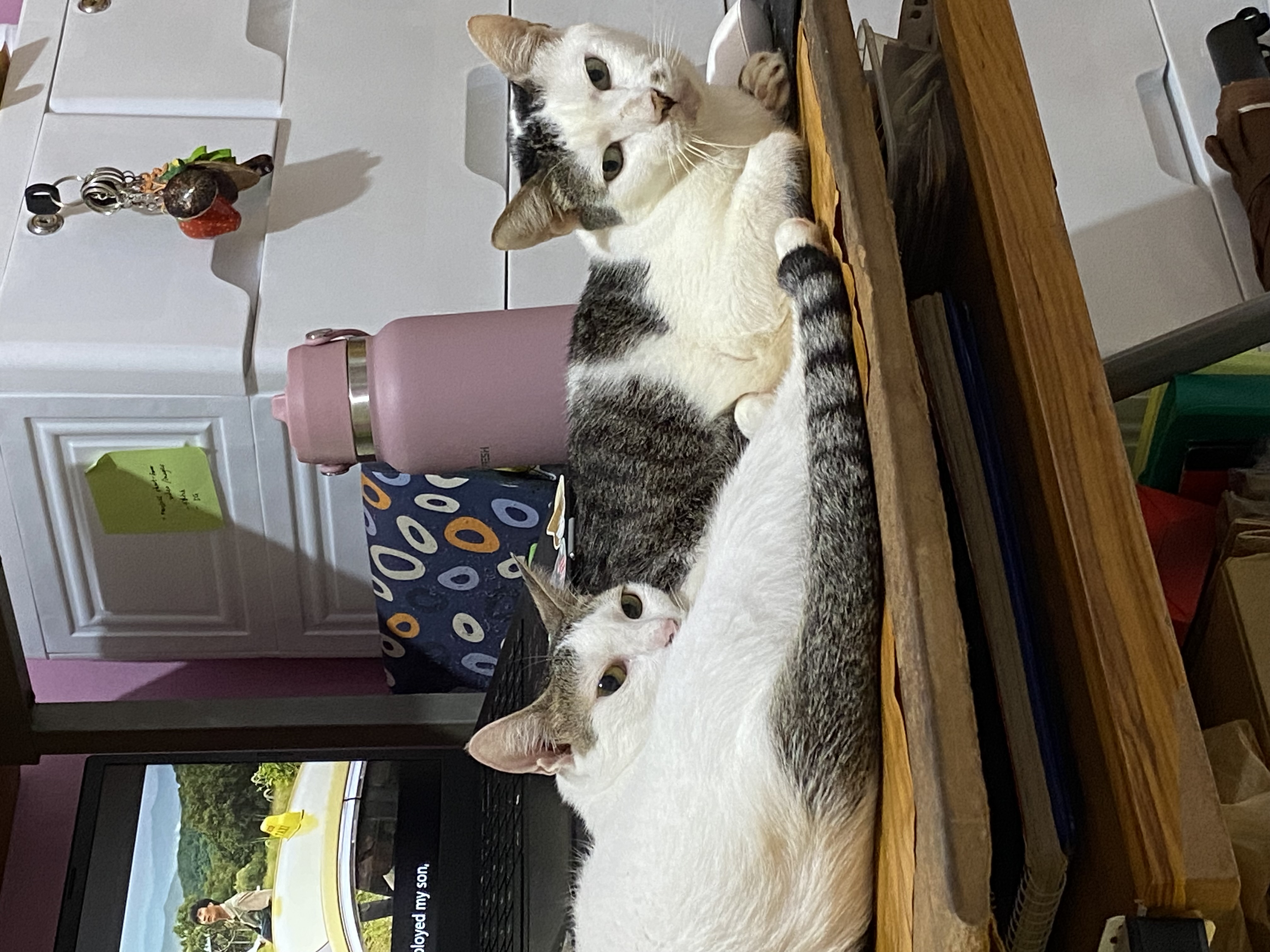 IMG_4095.jpeg