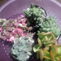 plants2.jpg