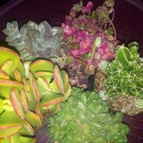 plants3.jpg