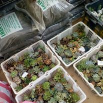 plants4.jpg