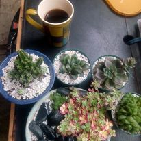 plants.jpg