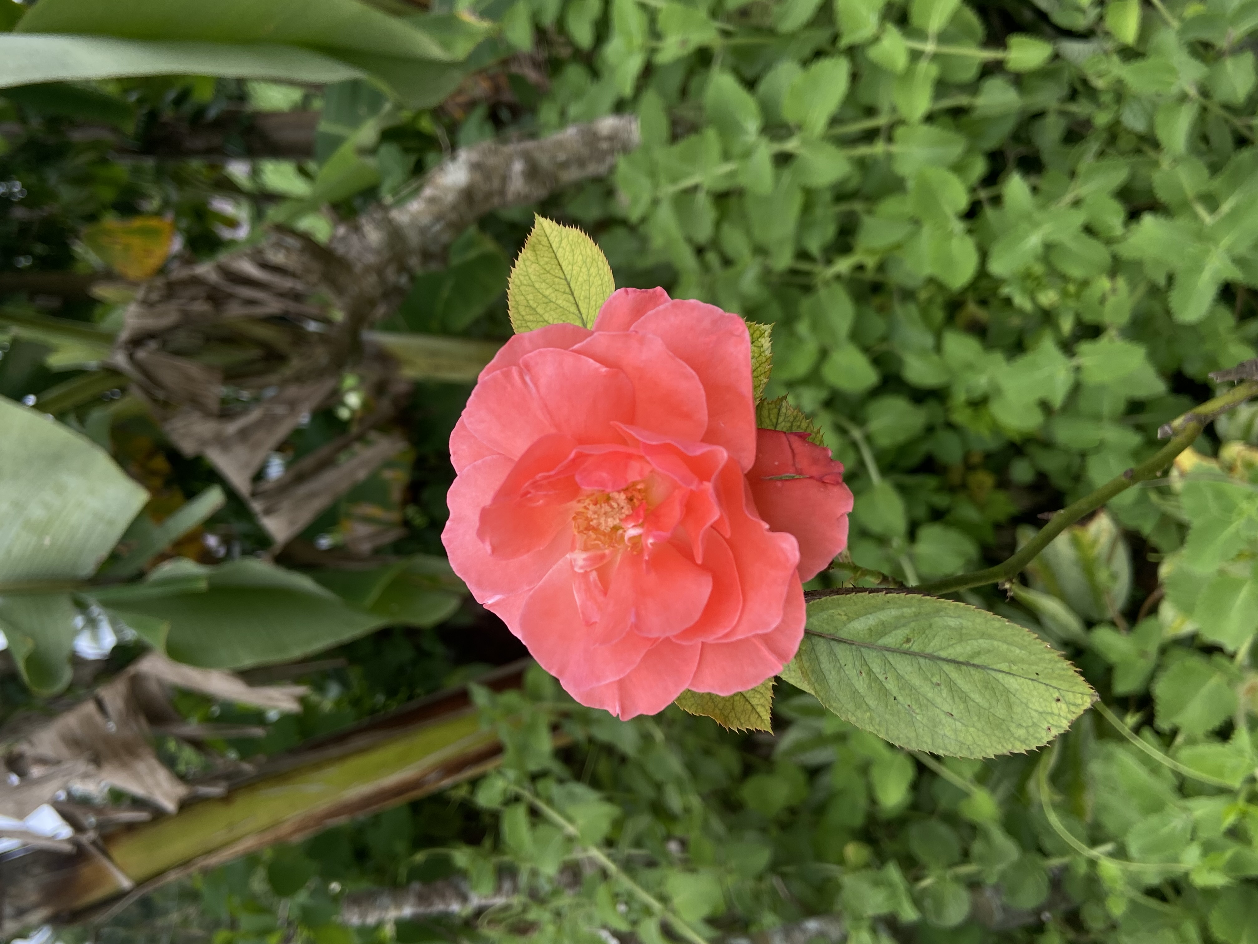 IMG_5568.jpeg