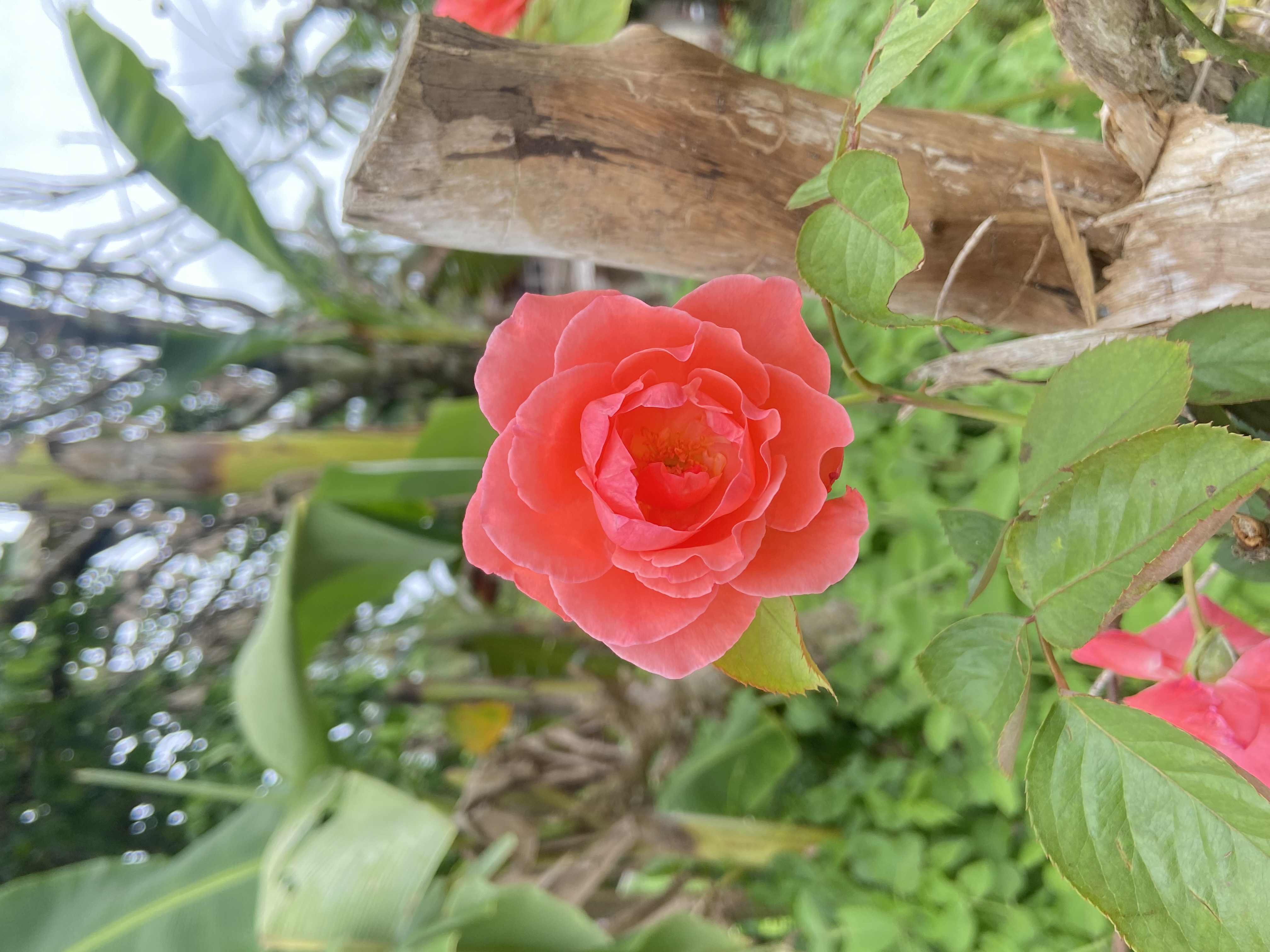 IMG_5567.jpeg